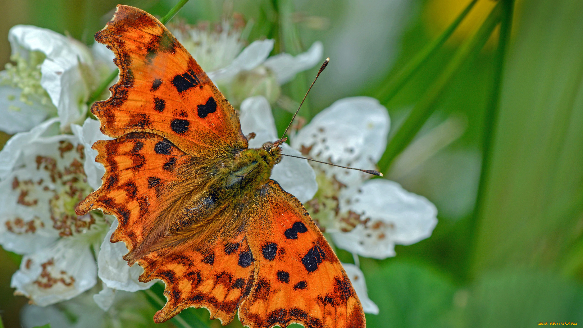 животные, бабочки, , мотыльки, , моли, бабочка