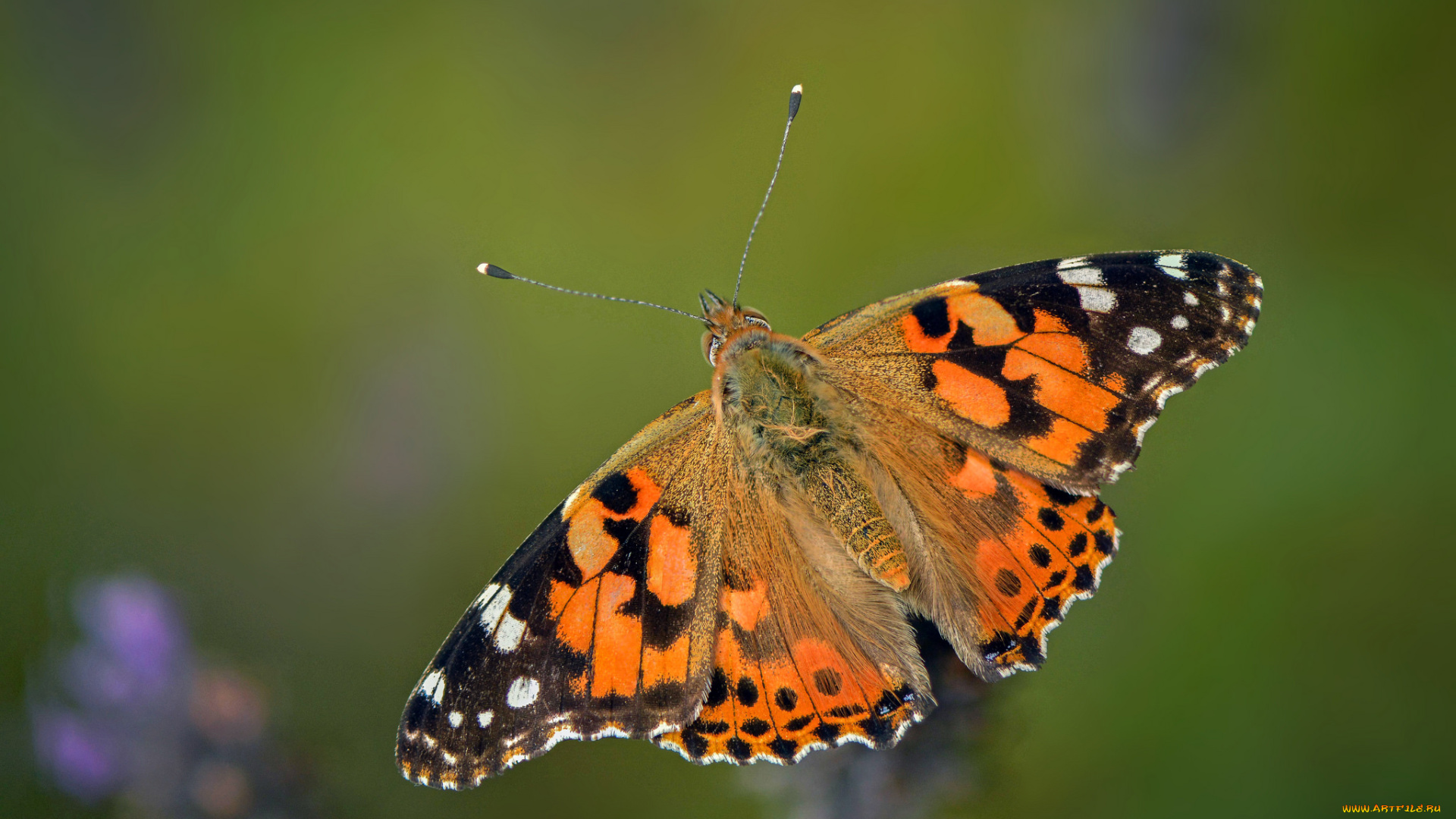 животные, бабочки, , мотыльки, , моли, бабочка