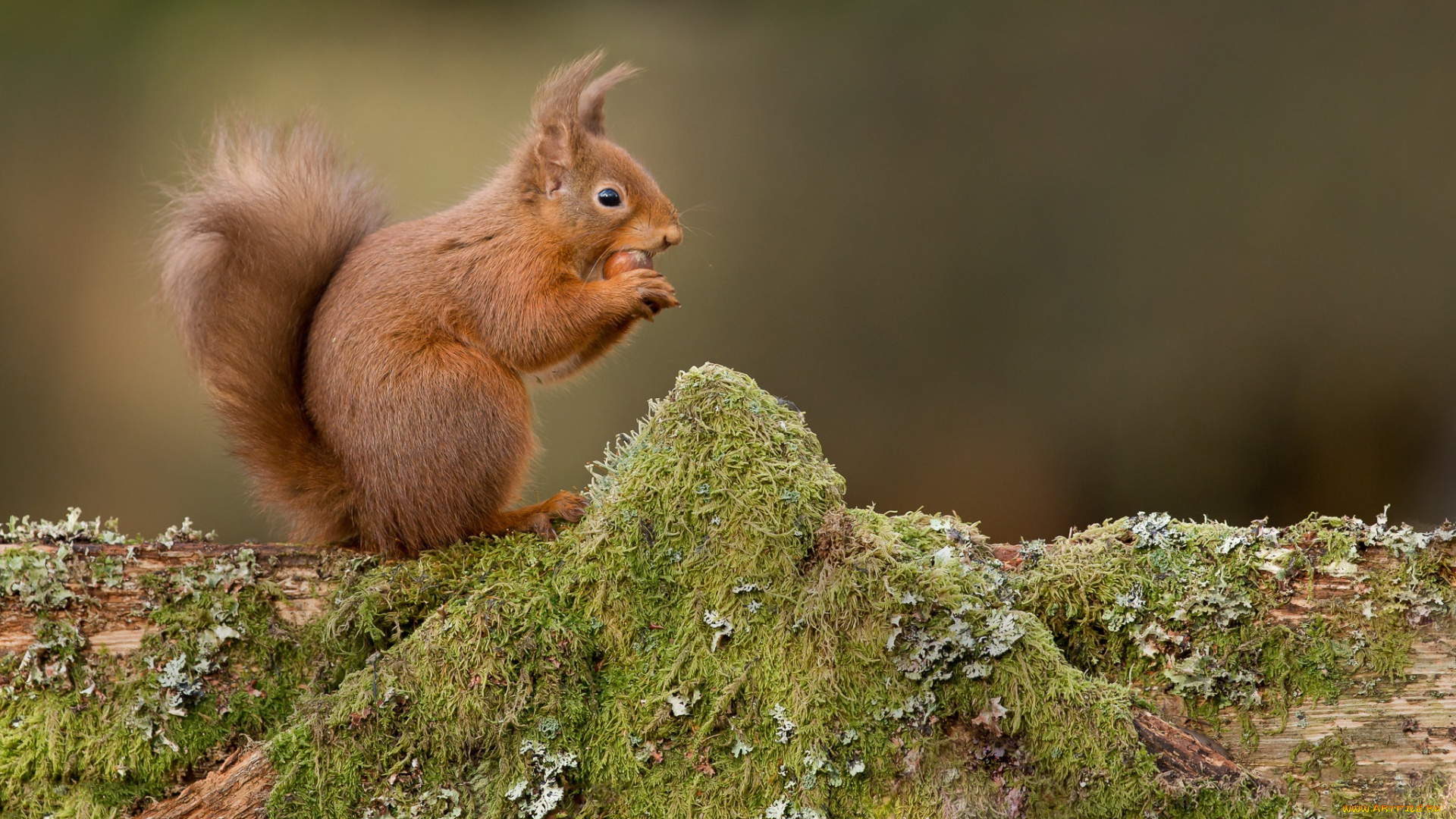 животные, белки, белка, мох, рыжая