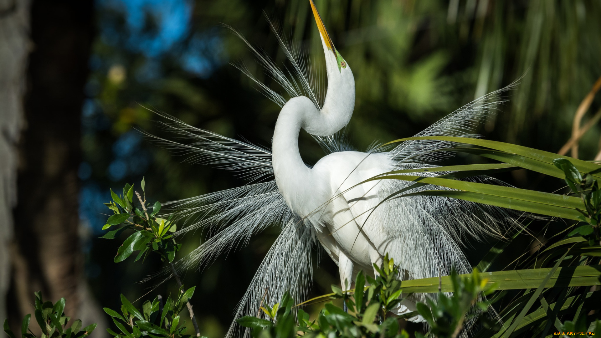 животные, цапли, , выпи, цапля, птица, перья, белая