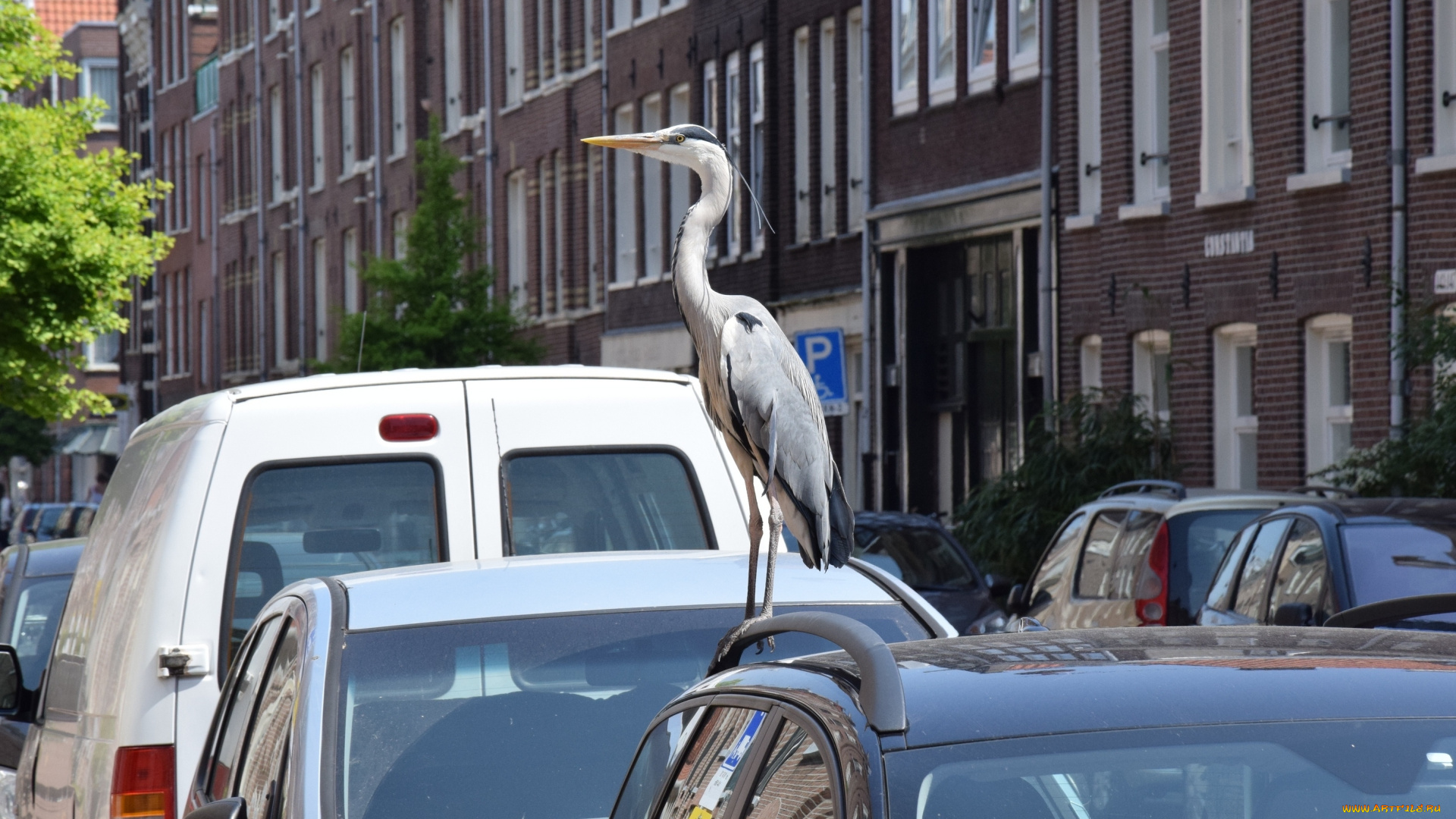 животные, цапли, , выпи, машина, профиль