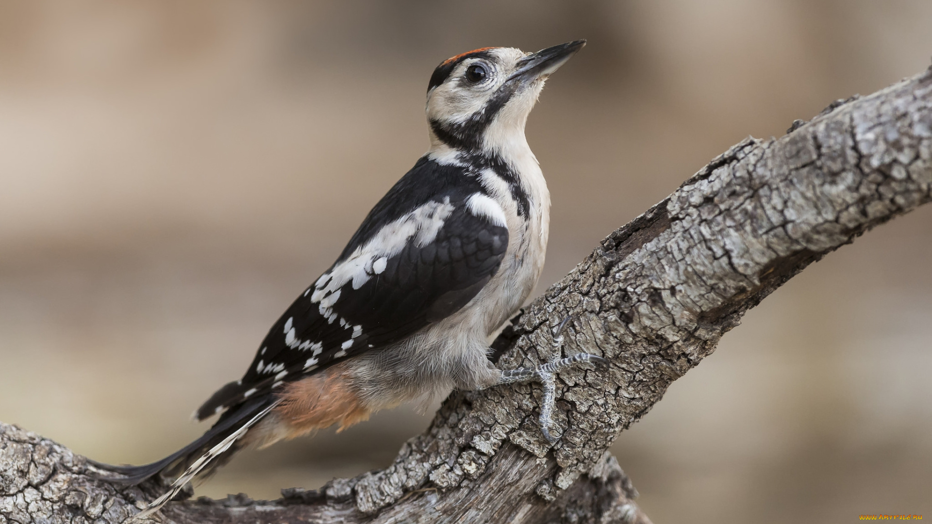 животные, дятлы, птичка