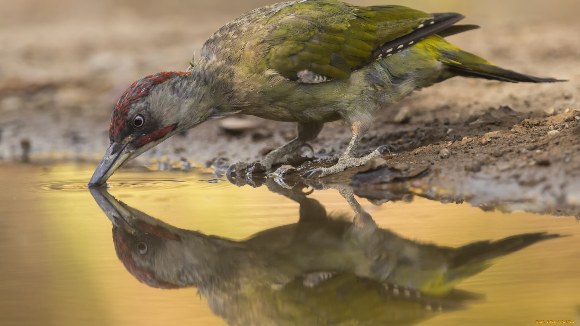 животные, дятлы, птичка