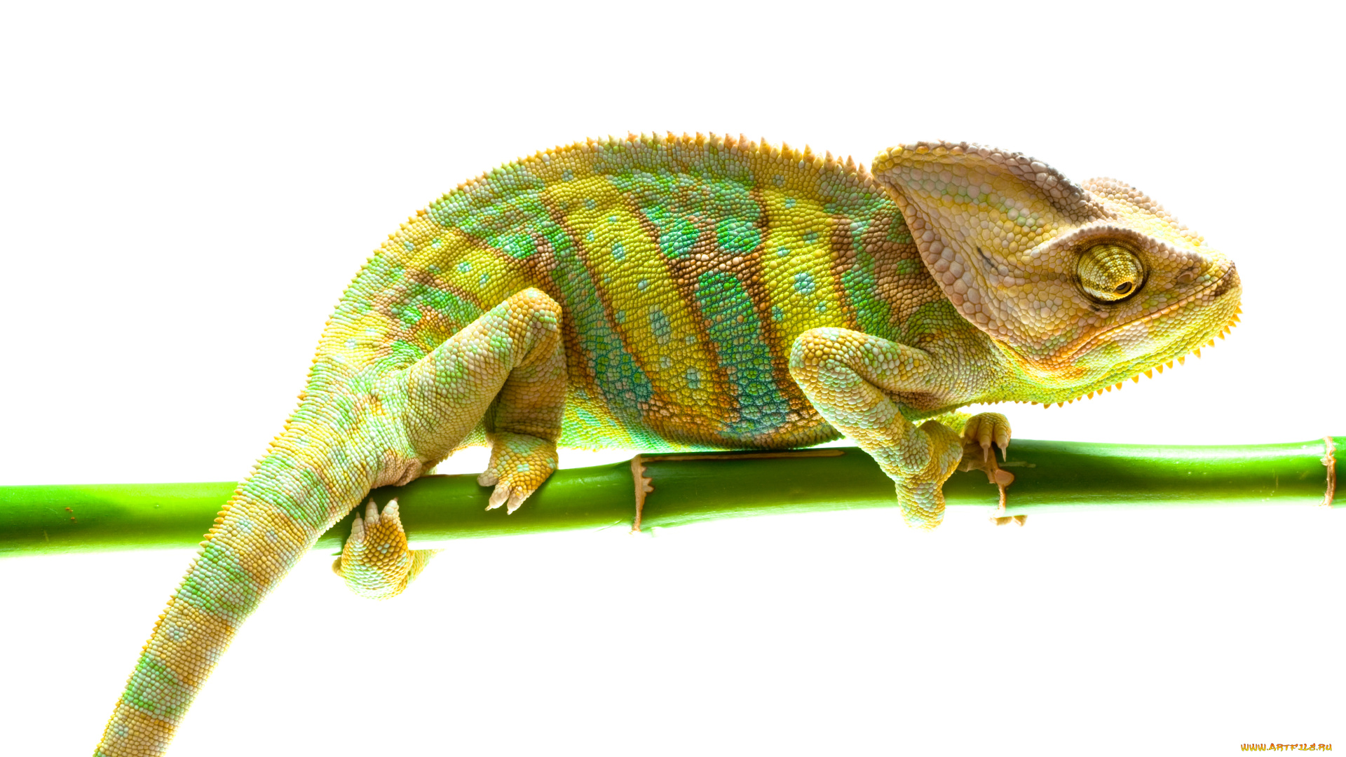 животные, хамелеоны, ящерица