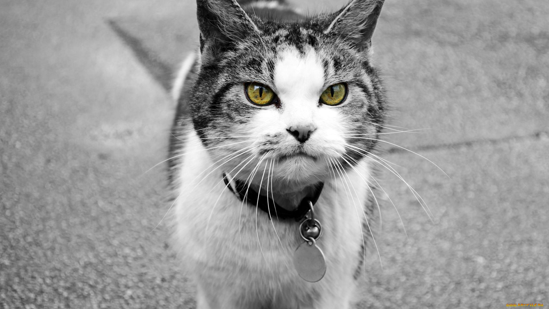 животные, коты, брелок, кошка, ошейник, кот