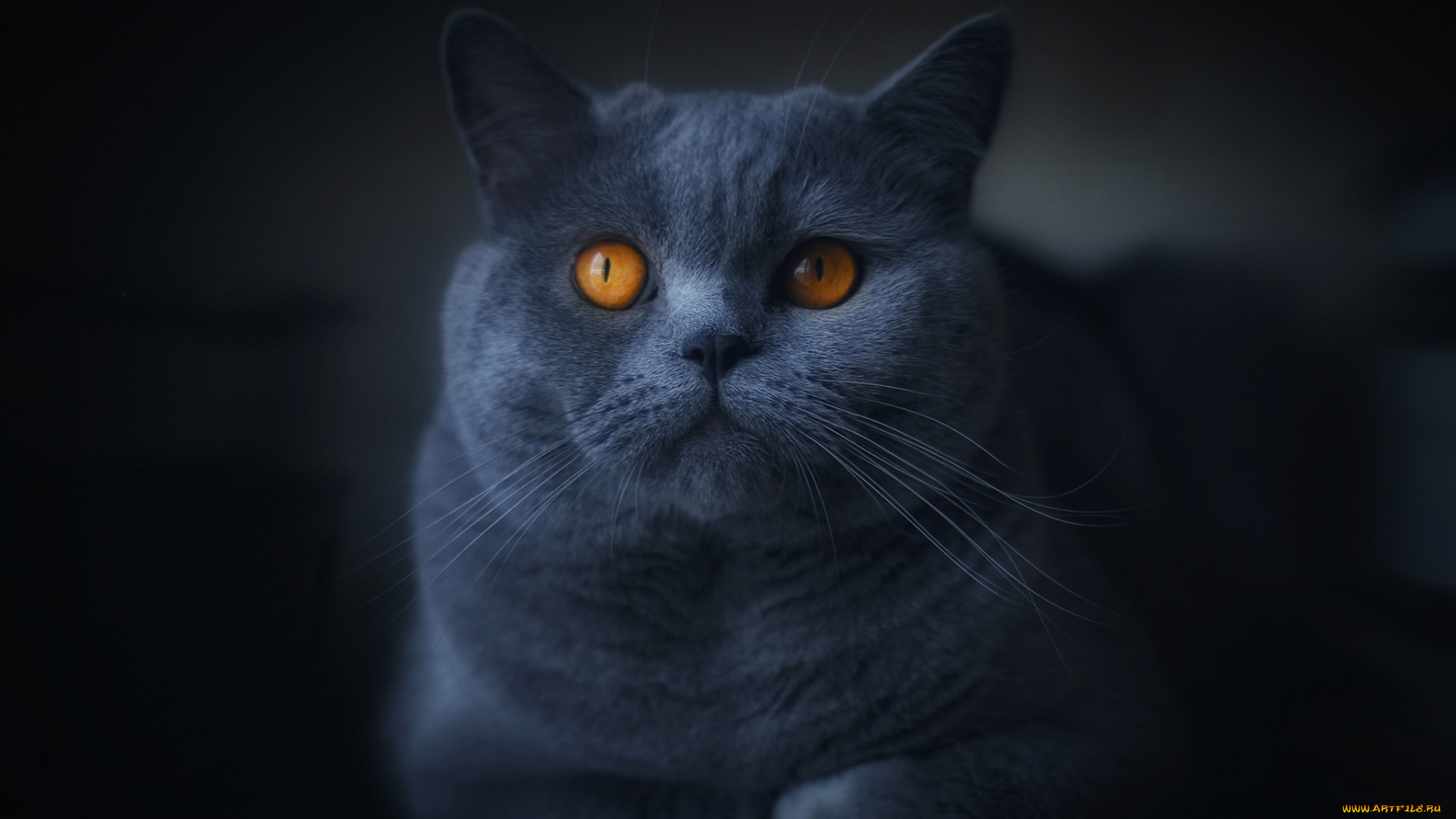 животные, коты, киса