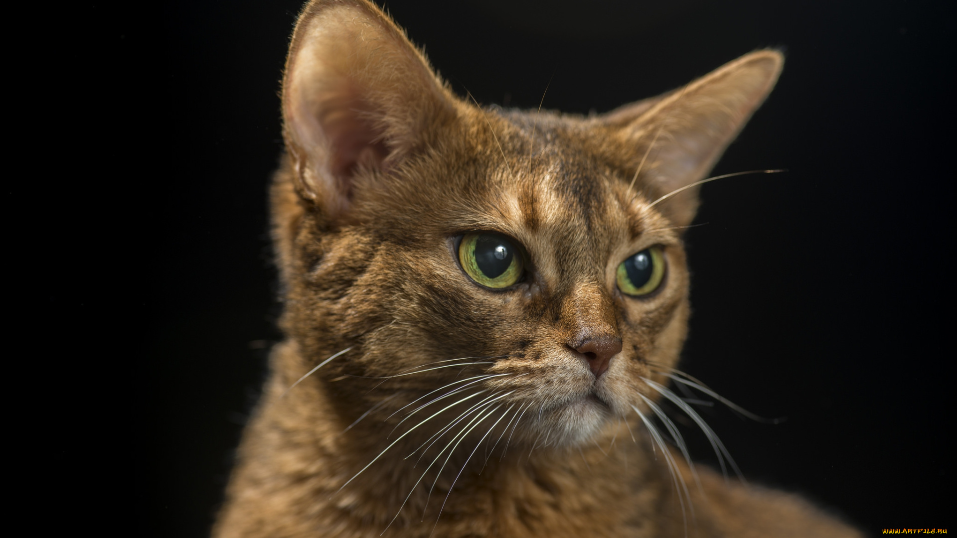 животные, коты, киса