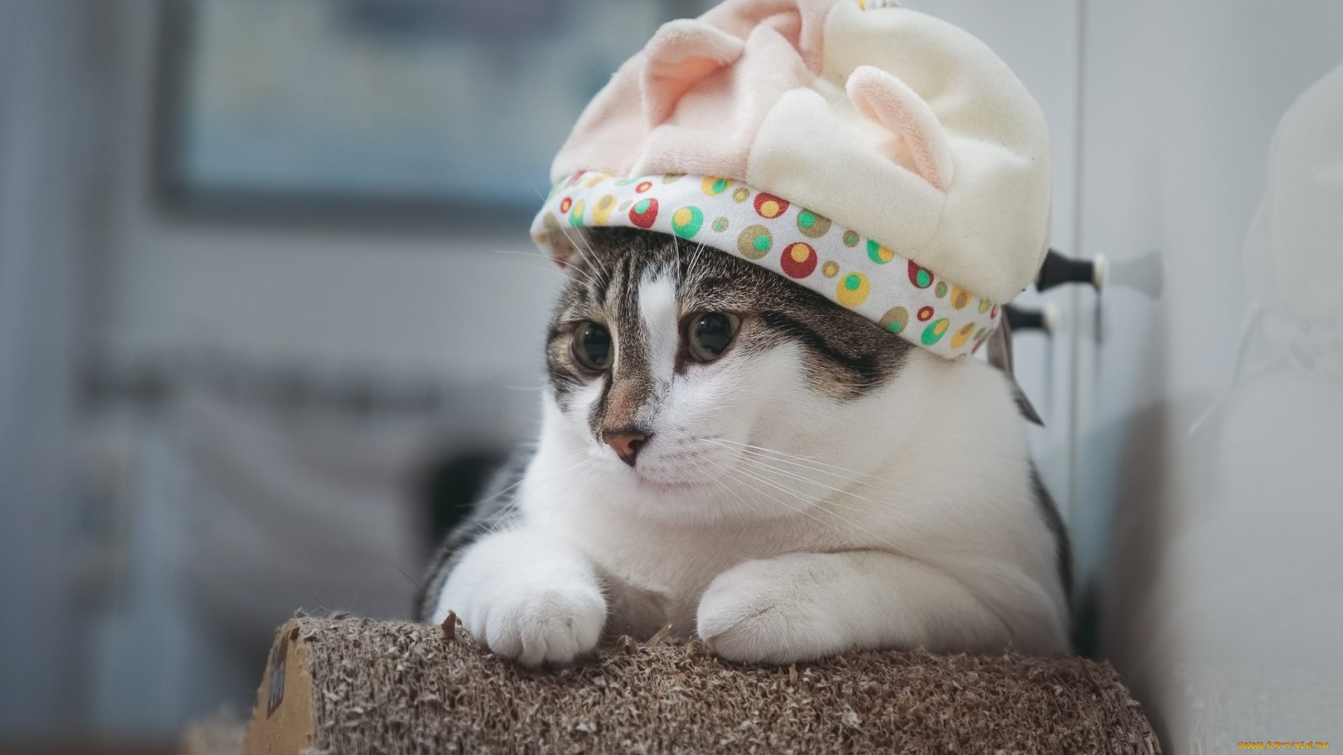 животные, коты, киса