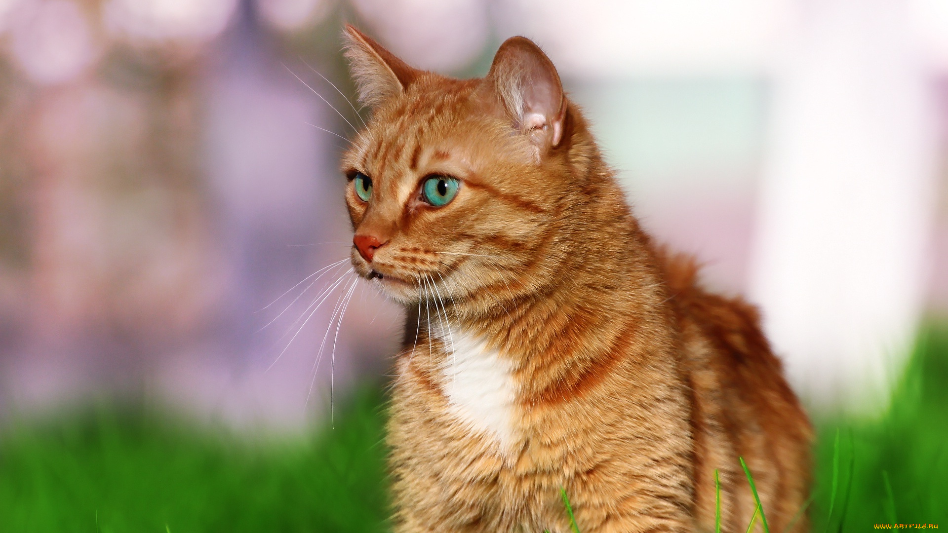 животные, коты, кошка, травка, зелень, кот