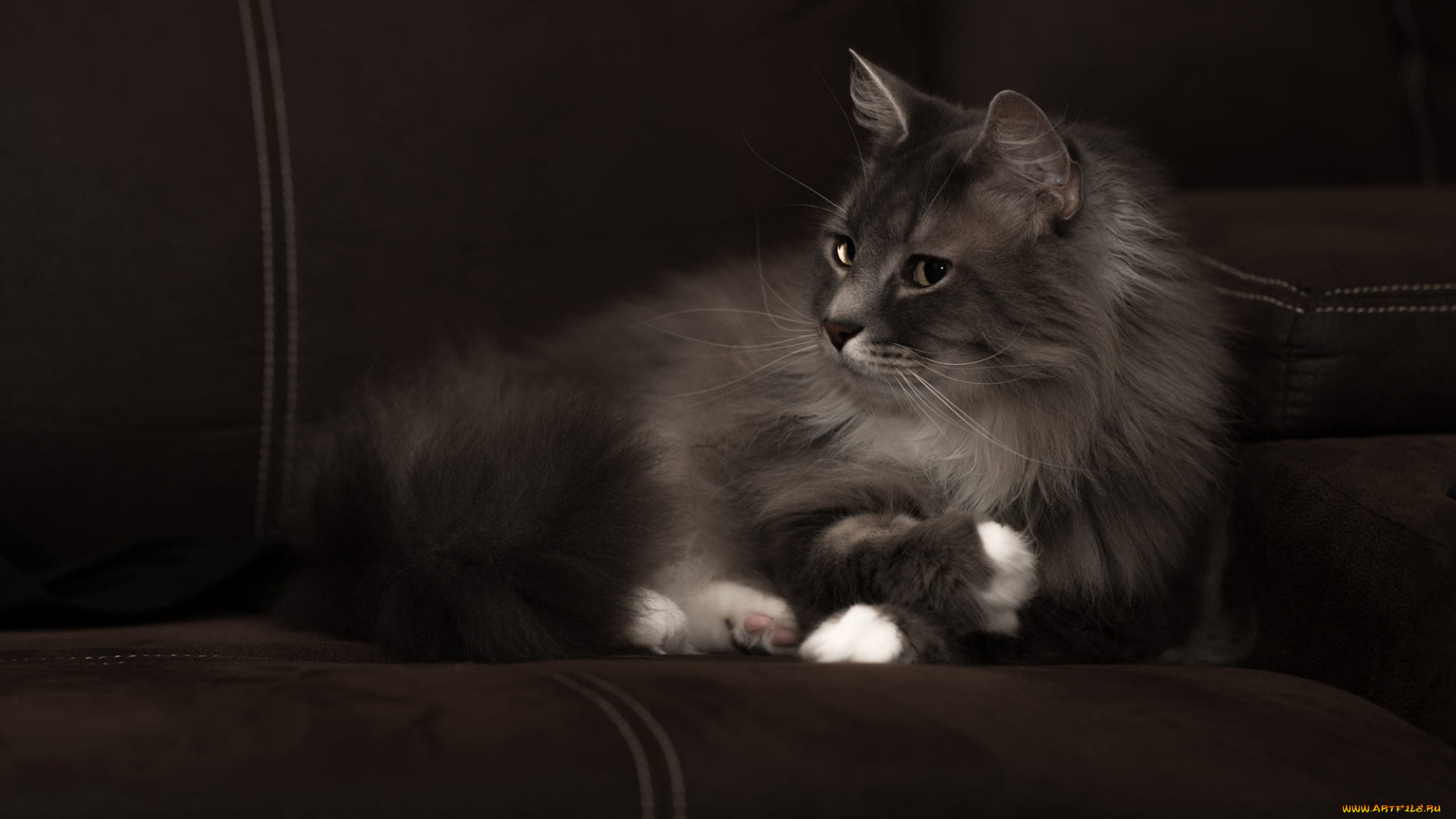 животные, коты, серый, красавец, белые, лапки, морда, пушистый, кошка, диван, лежит, взгляд, темный, фон, котэ, дымчатый