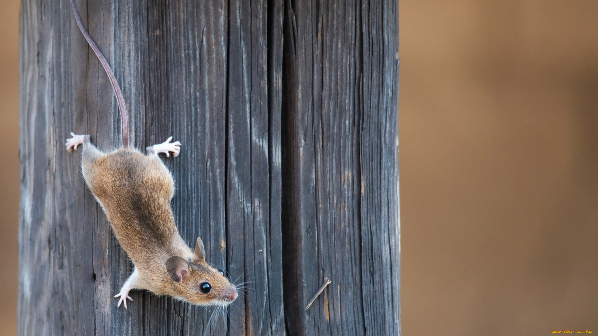 животные, крысы, , мыши, мышка