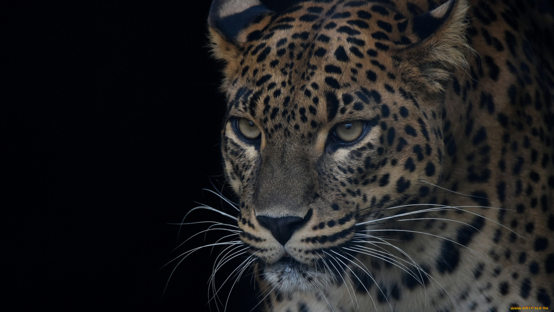 животные, леопарды, леопард, портрет, хищник, красавец, морда, глаза