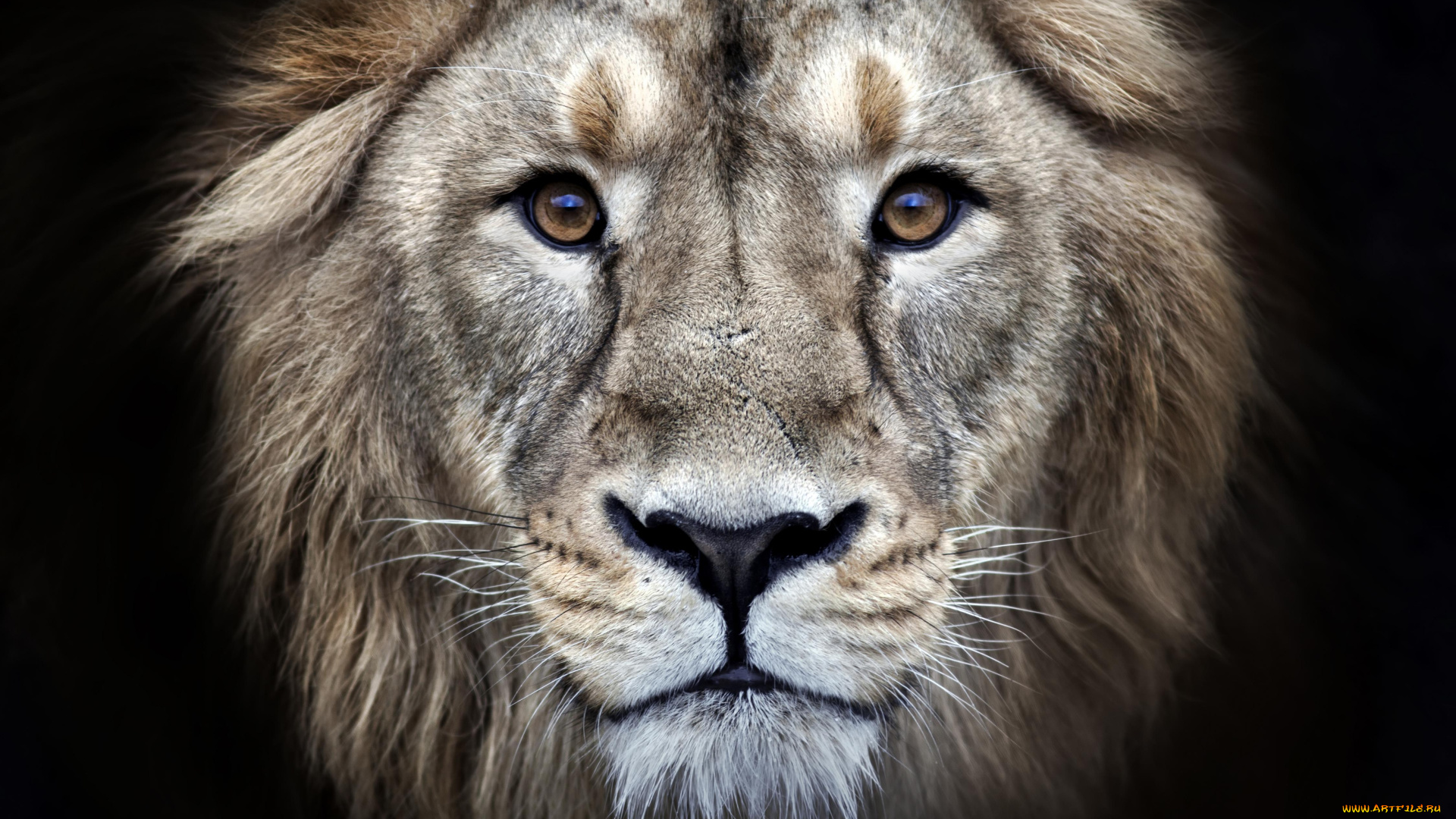 животные, львы, лев, голова, зверь, хищник