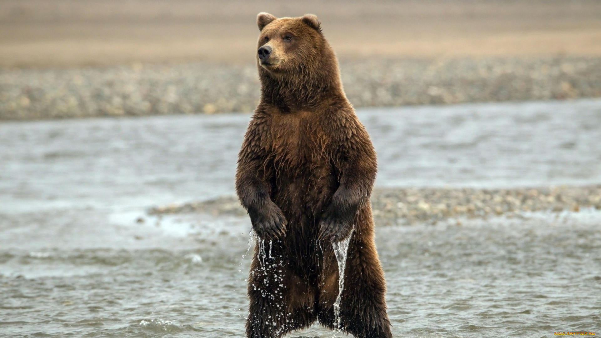 животные, медведи, медведь