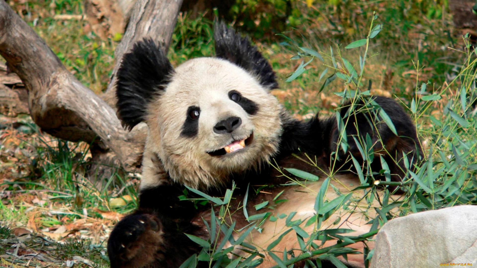 животные, панды, панда