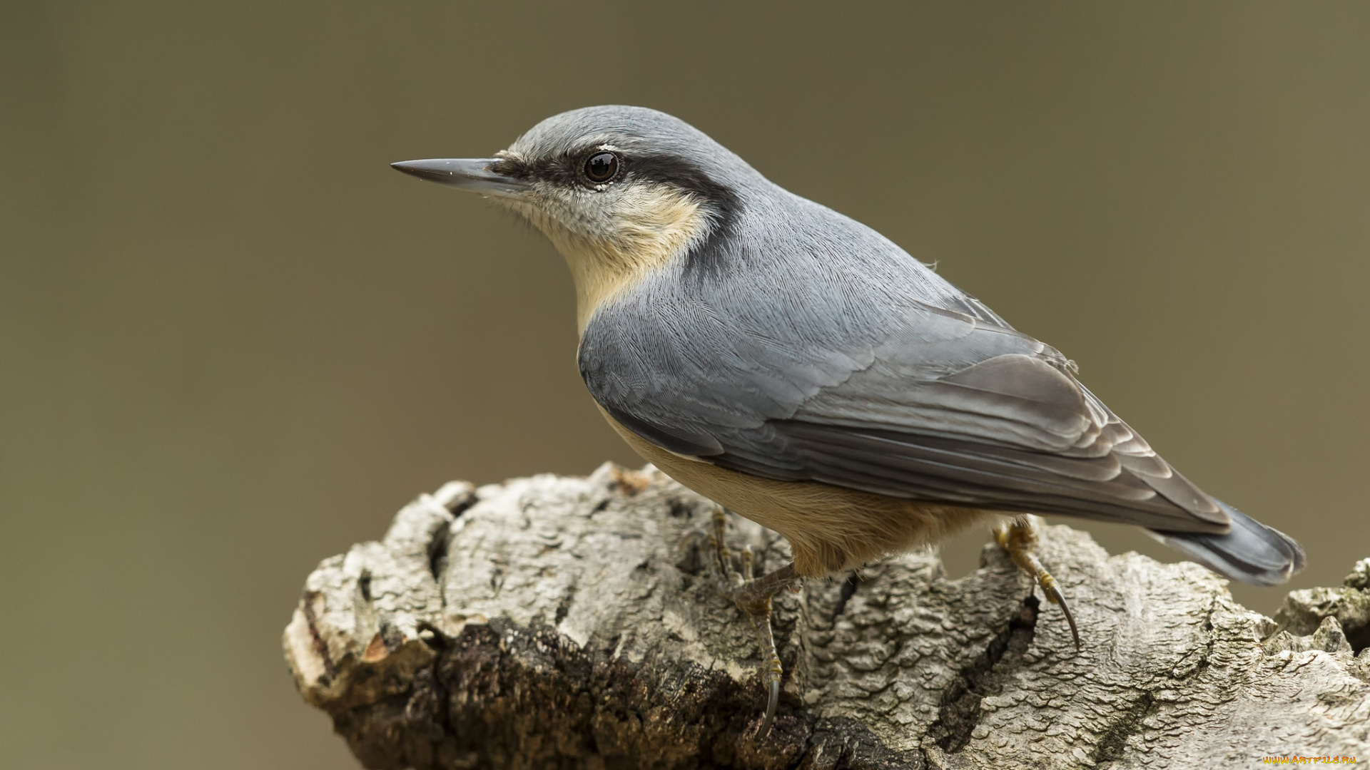 животные, поползни, птичка