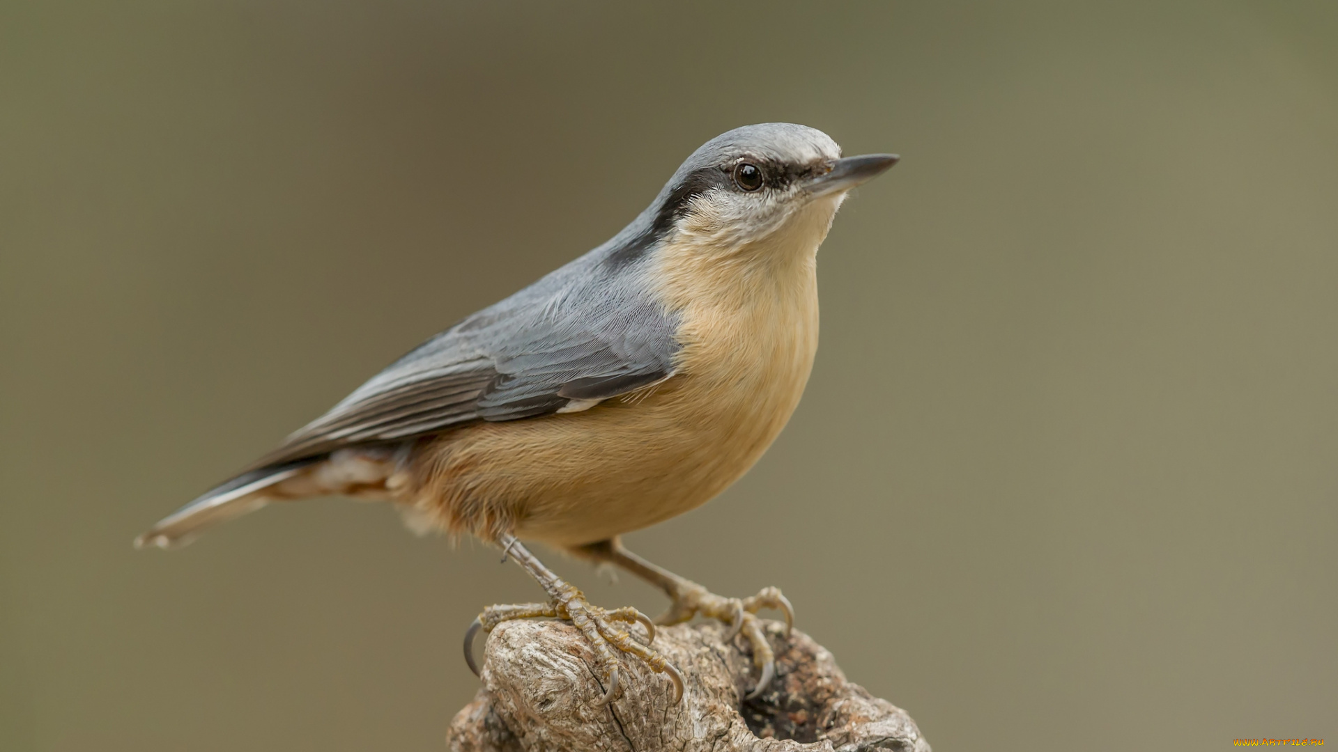 животные, поползни, птичка