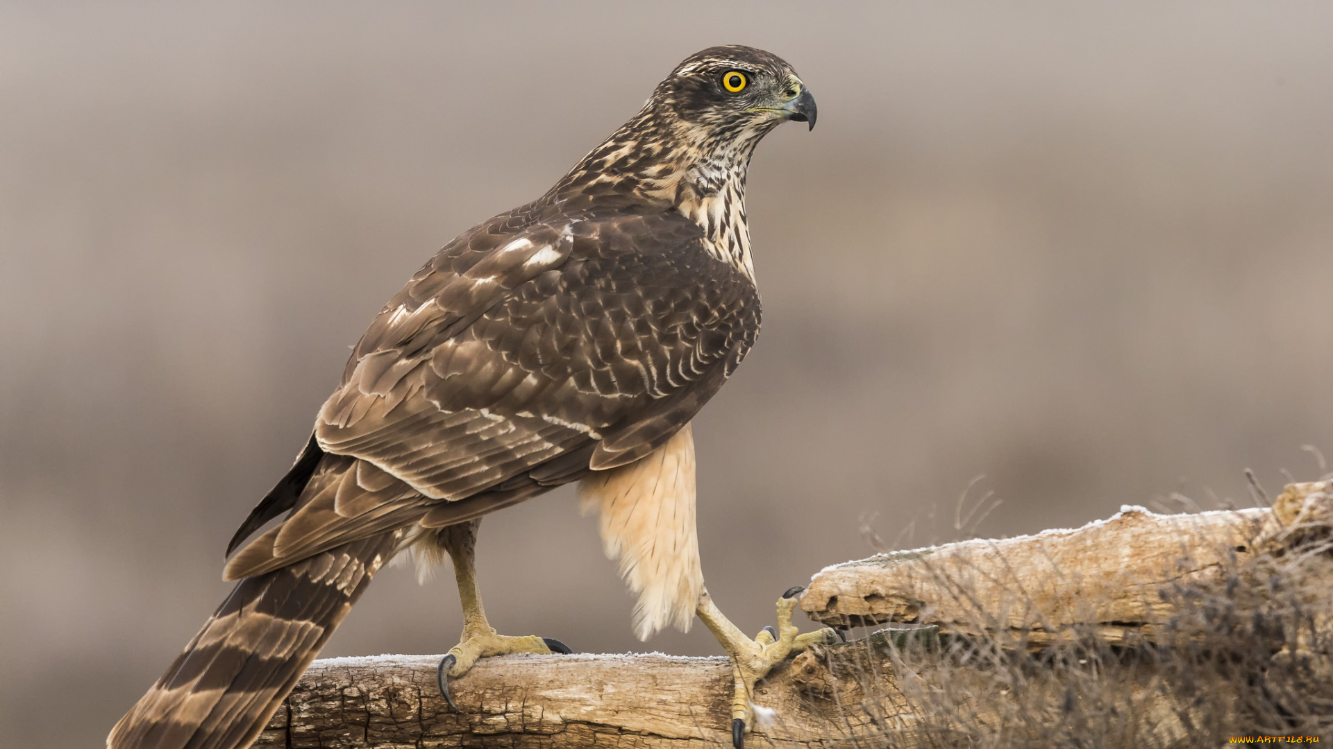 животные, птицы, -, хищники, птичка