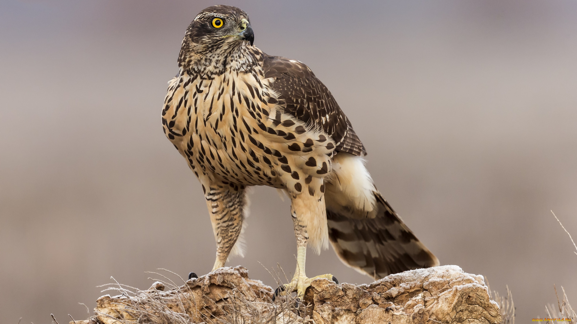 животные, птицы, -, хищники, птичка