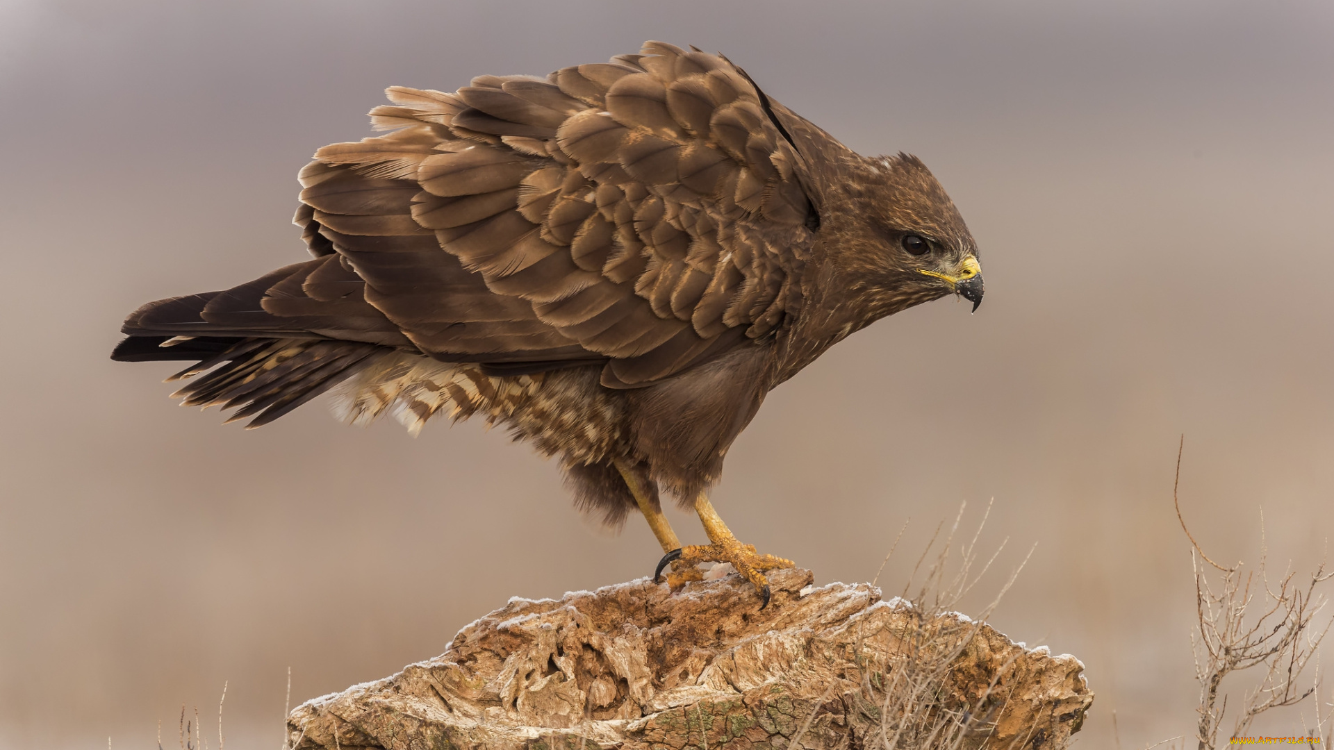 животные, птицы, -, хищники, птичка