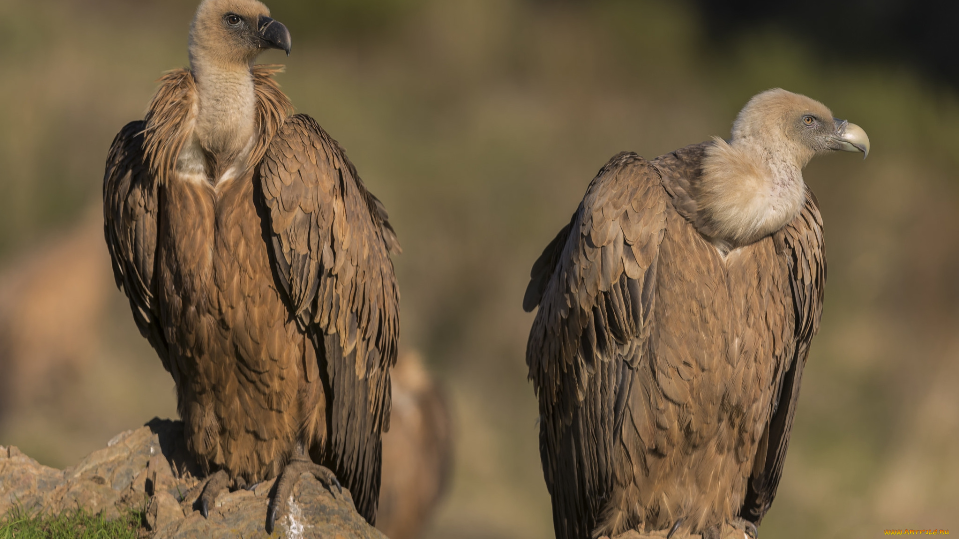 животные, птицы, -, хищники, птичка