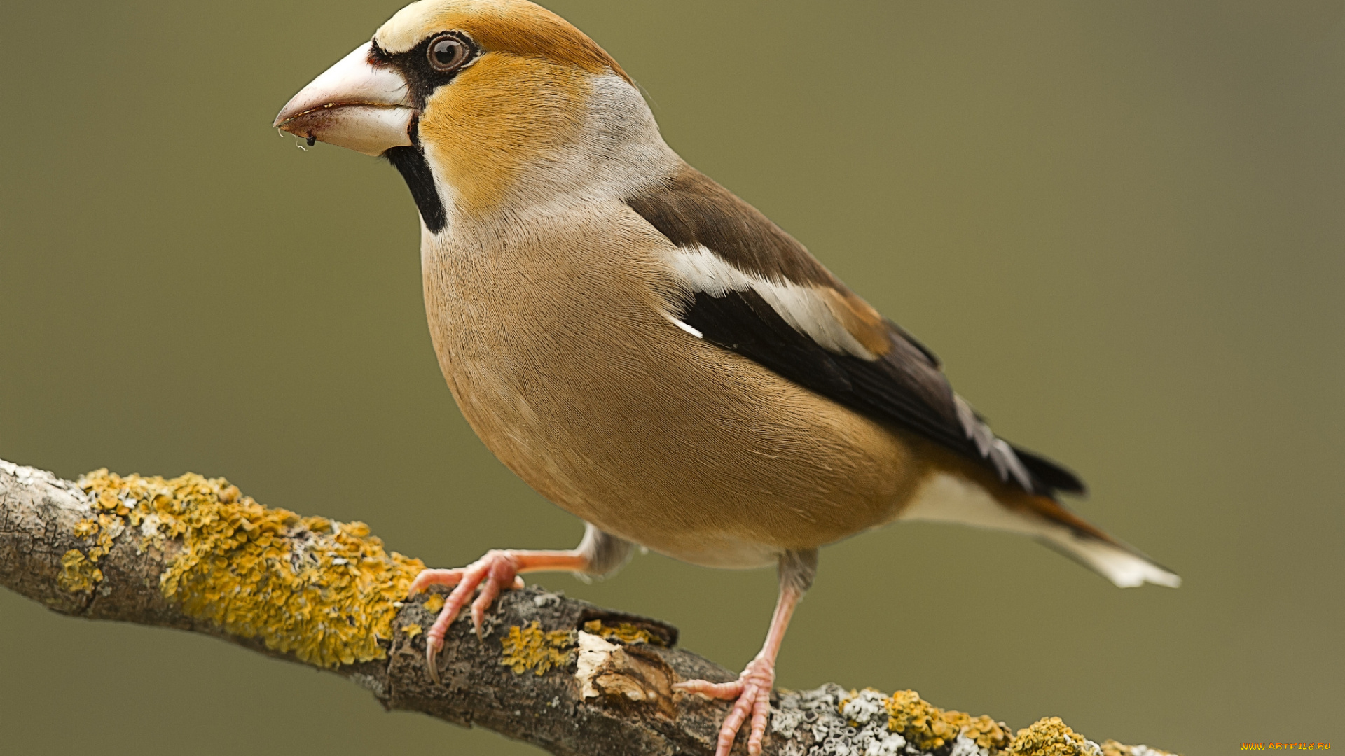 животные, птицы, птичка