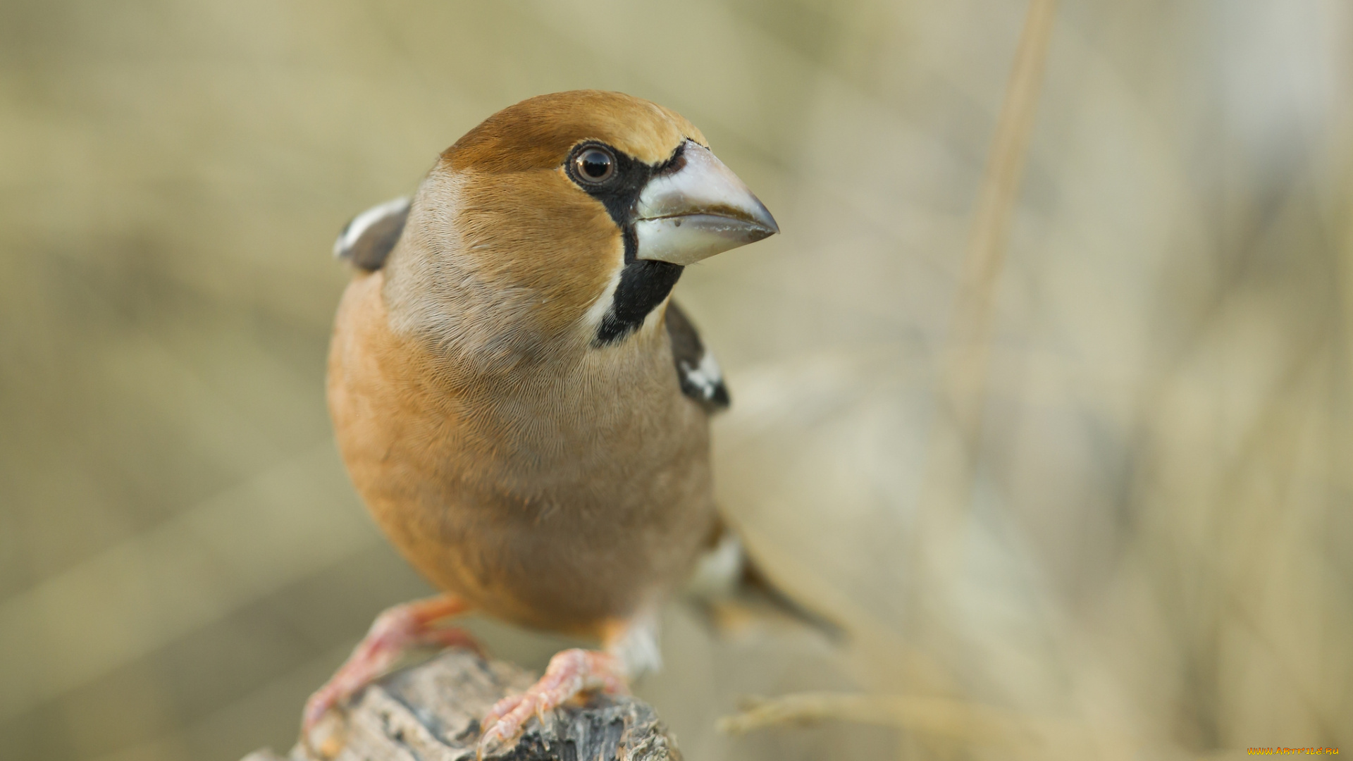 животные, птицы, птичка