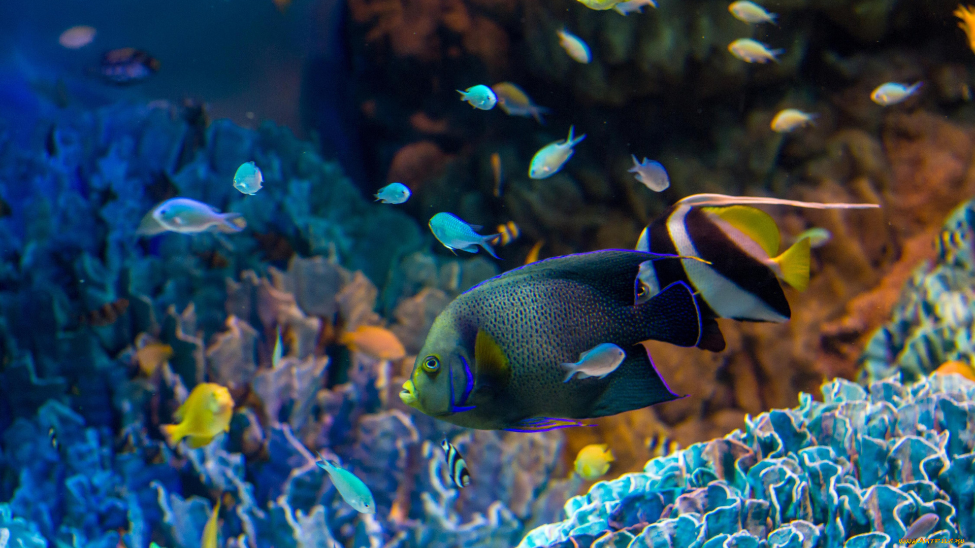животные, рыбы, рыбки, кораллы, вода