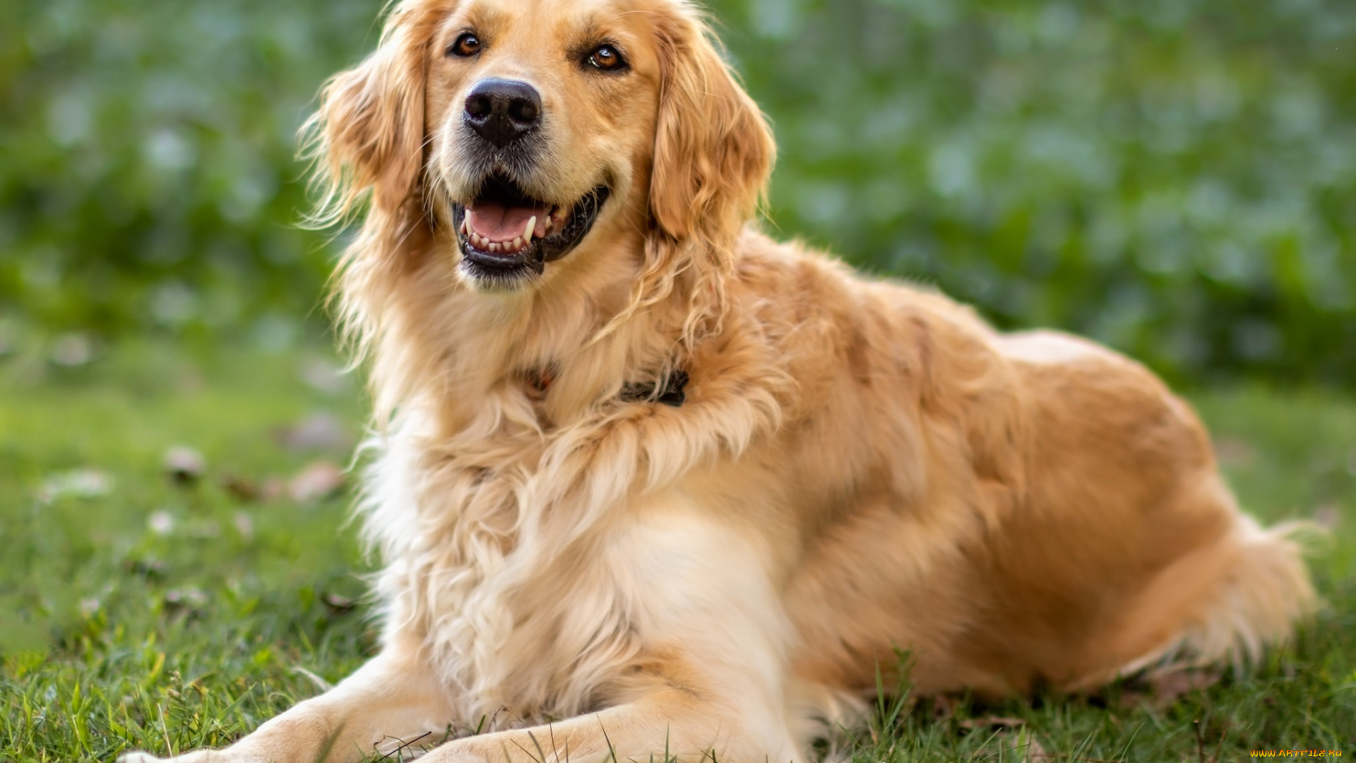 животные, собаки, красавец, трава, ретривер
