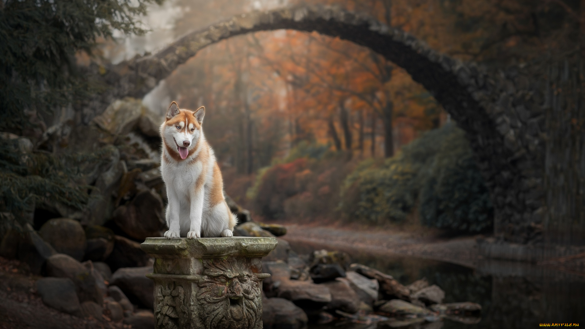 животные, собаки, лес, взгляд, собака