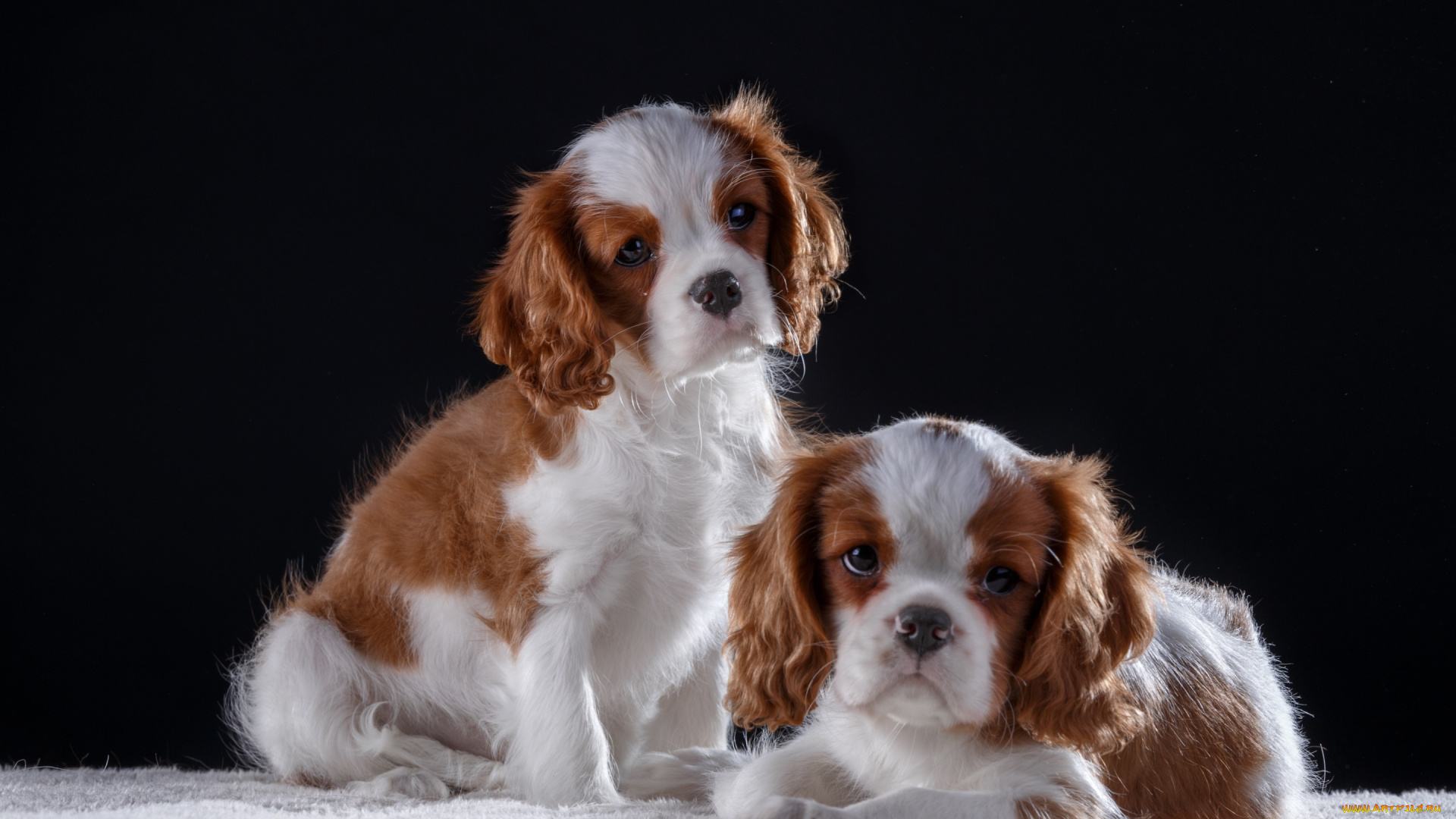 животные, собаки, малыши, кинг, чарльз, спаниель, щенки