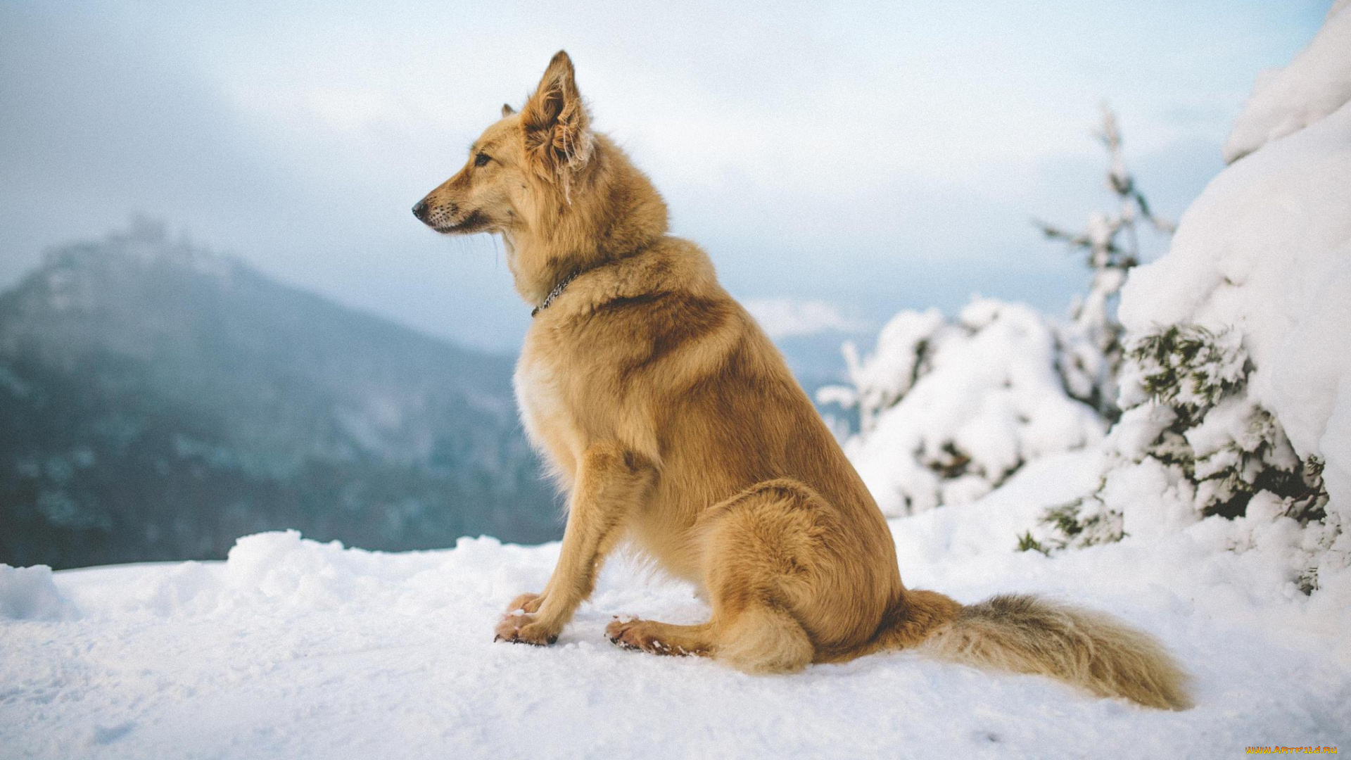 животные, собаки, зима, горы, снег, собака, рыжий, пес