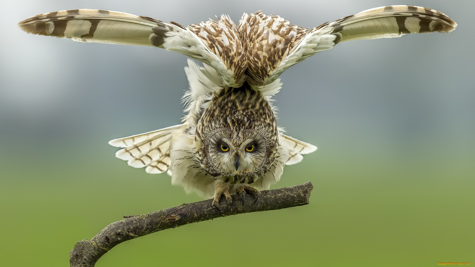 животные, совы, дерево, птицы, болотная, сова