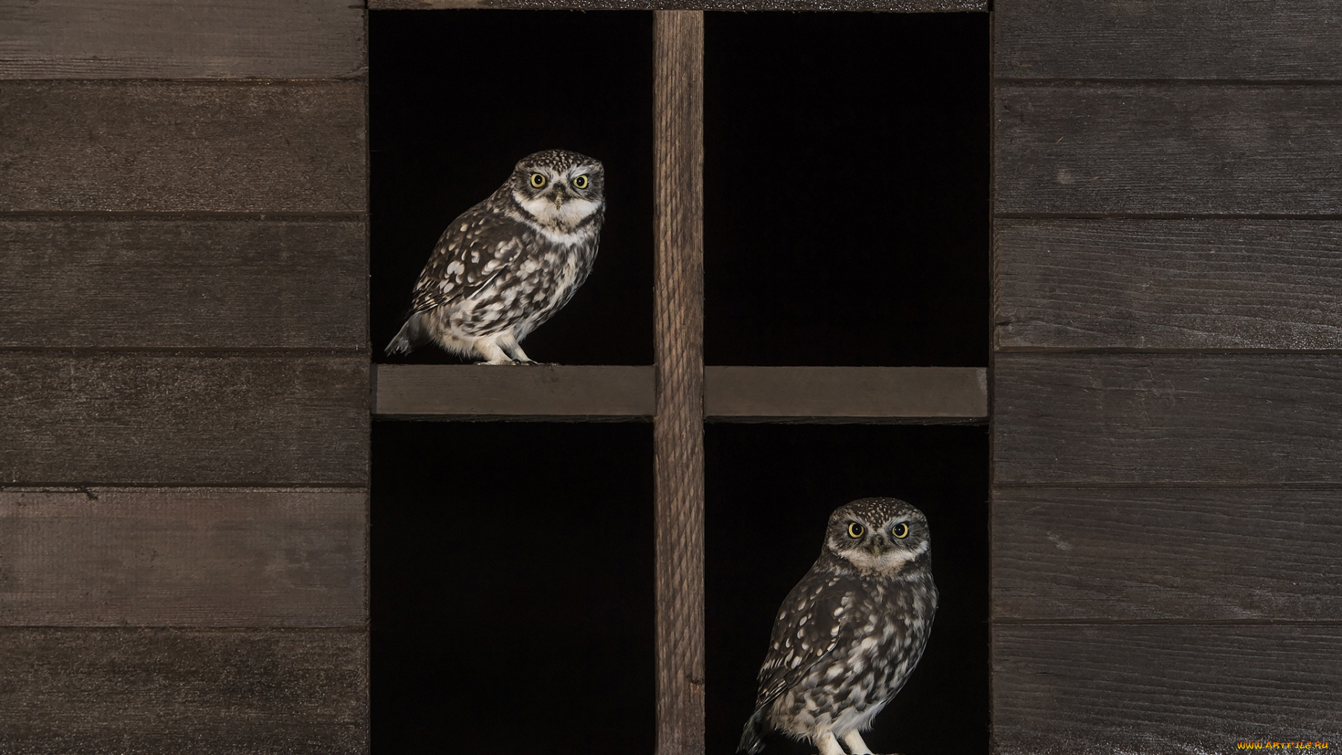 животные, совы, окно, перья, сова