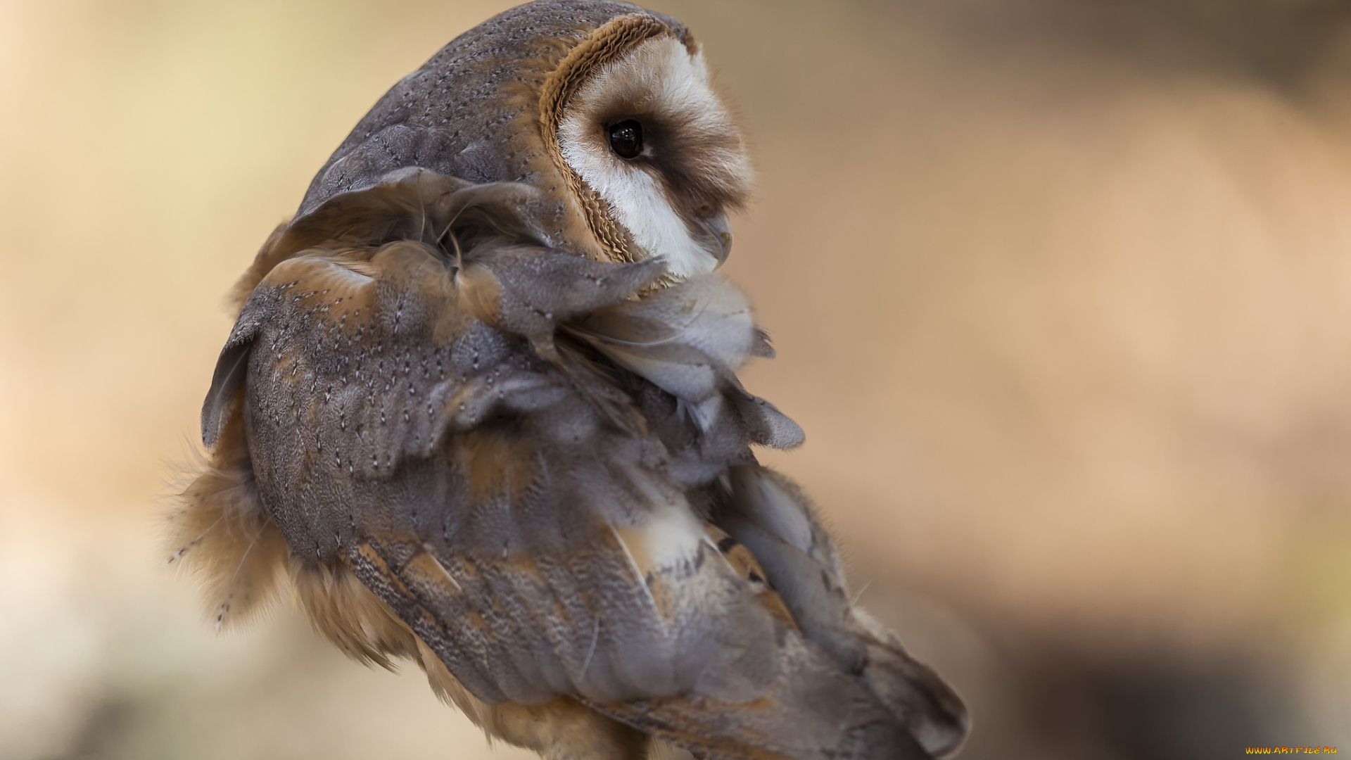 животные, совы, птичка