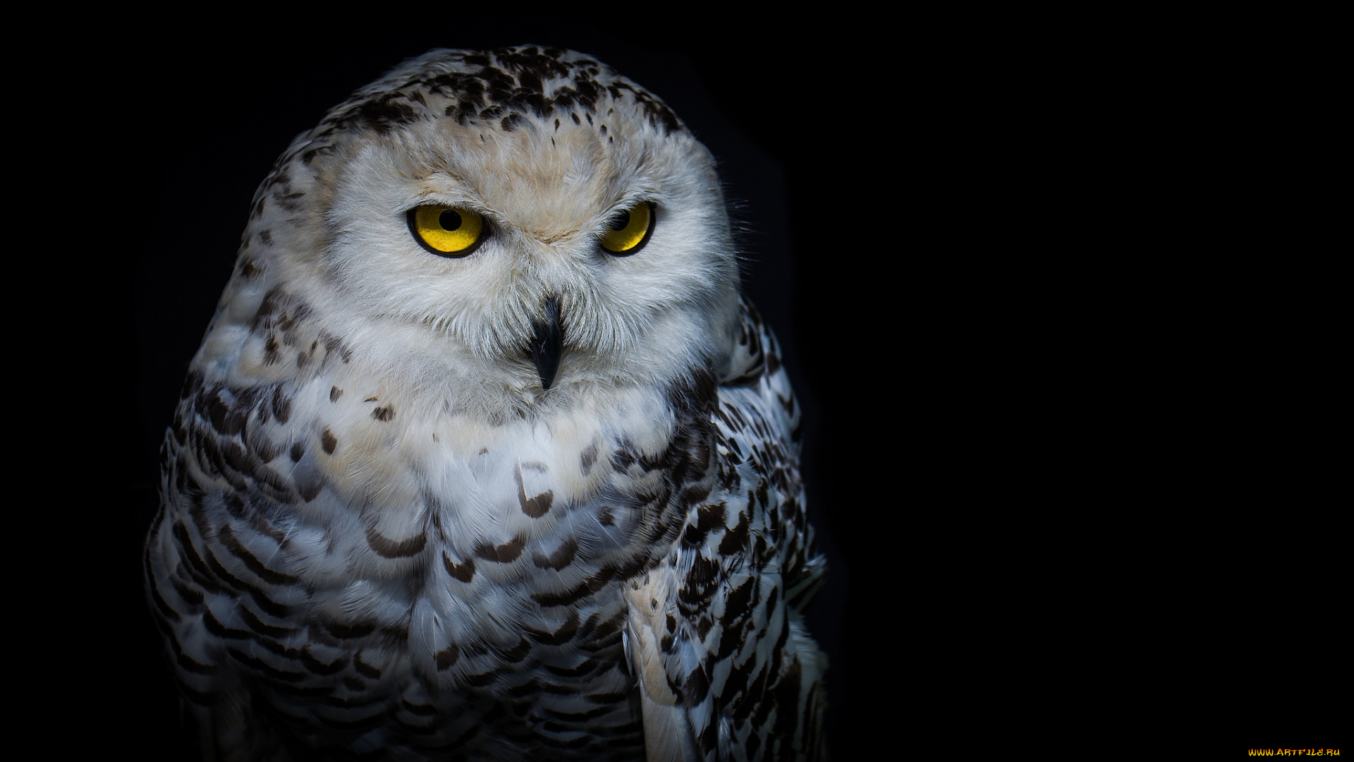 животные, совы, птичка