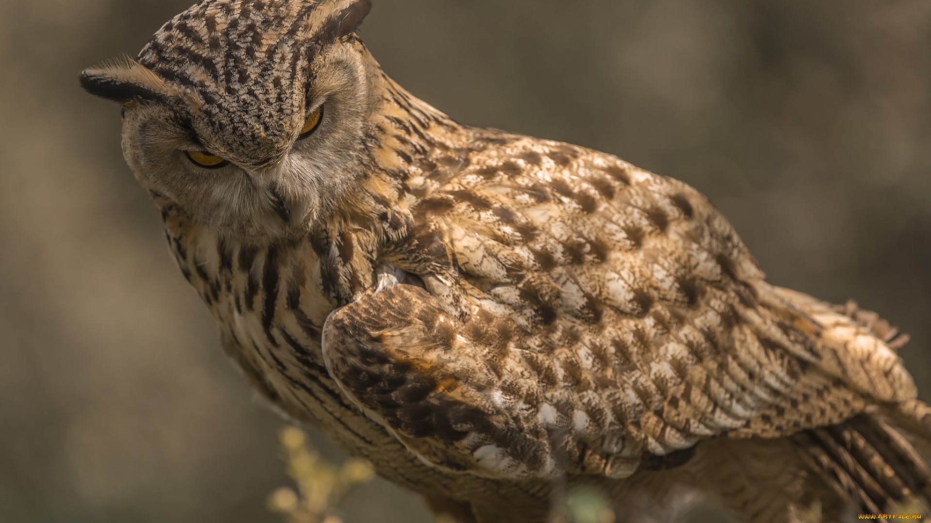 животные, совы, птичка