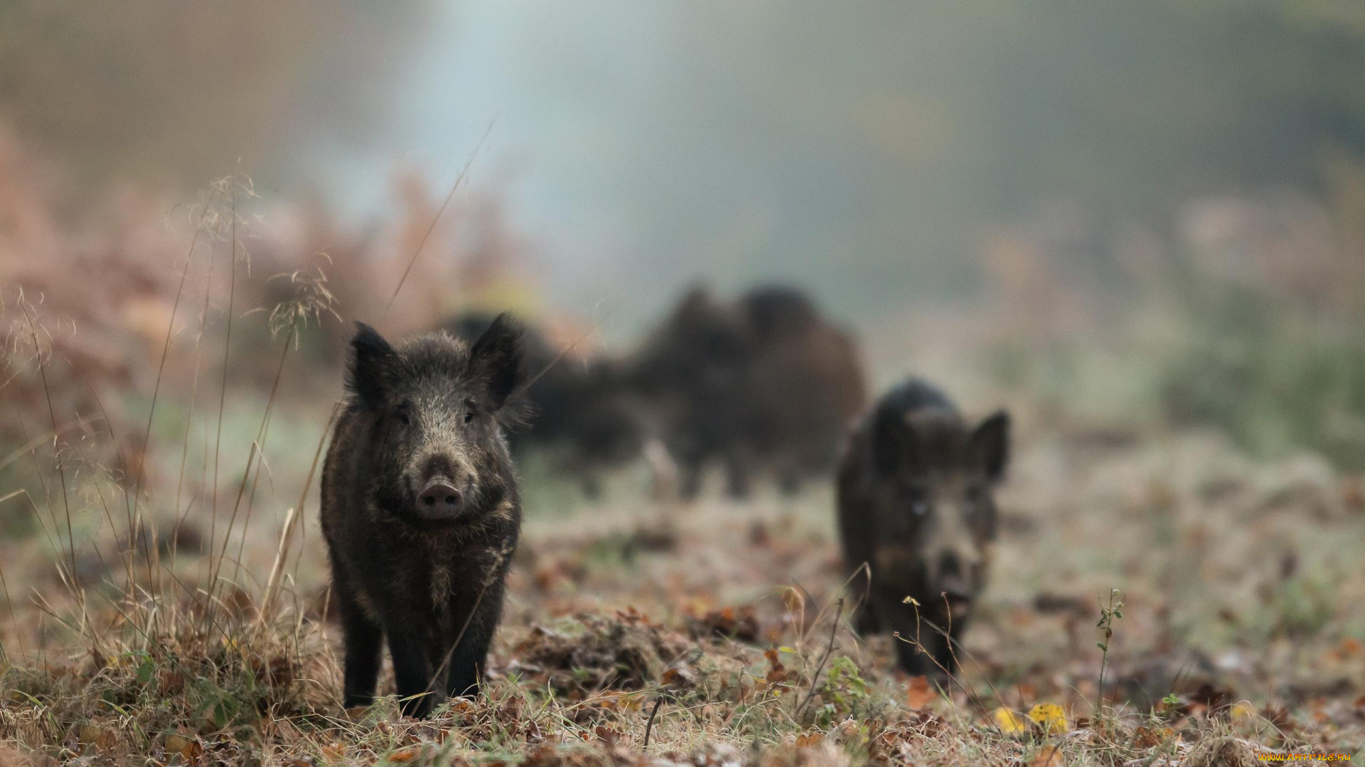 животные, свиньи, , кабаны, кабаны, поросята, трава, изморозь, иней