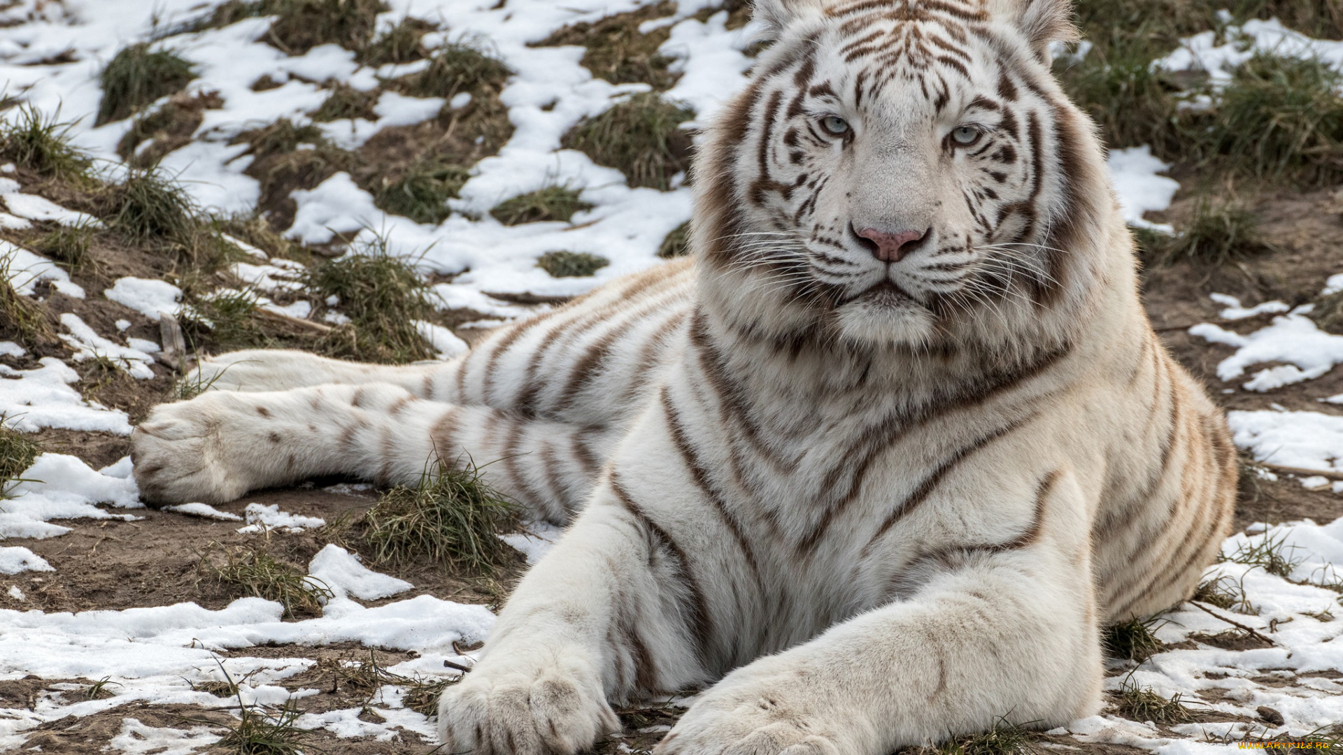 животные, тигры, хищник, белый, красавец, тигр