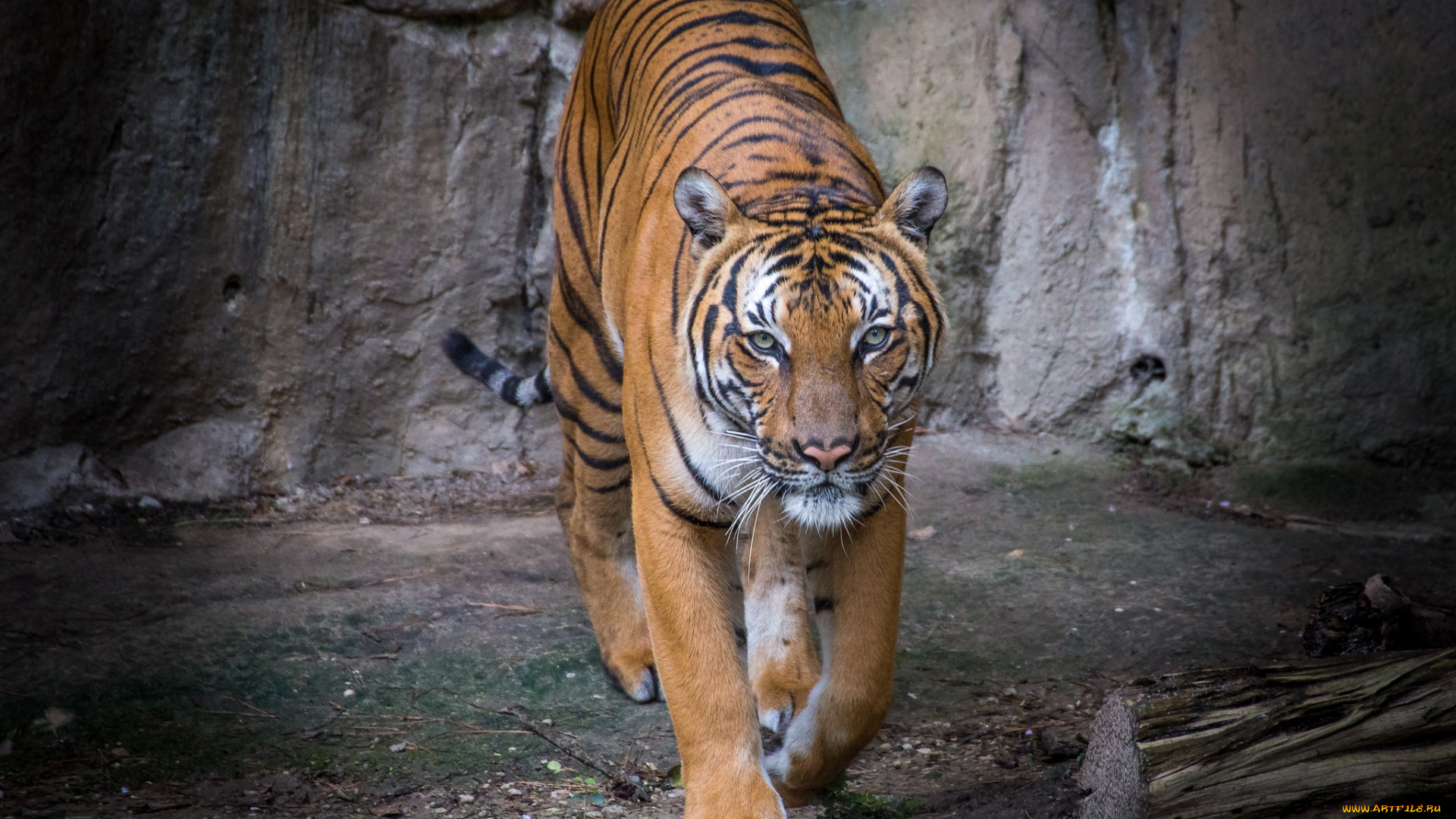 животные, тигры, тигр, красавец, хищник