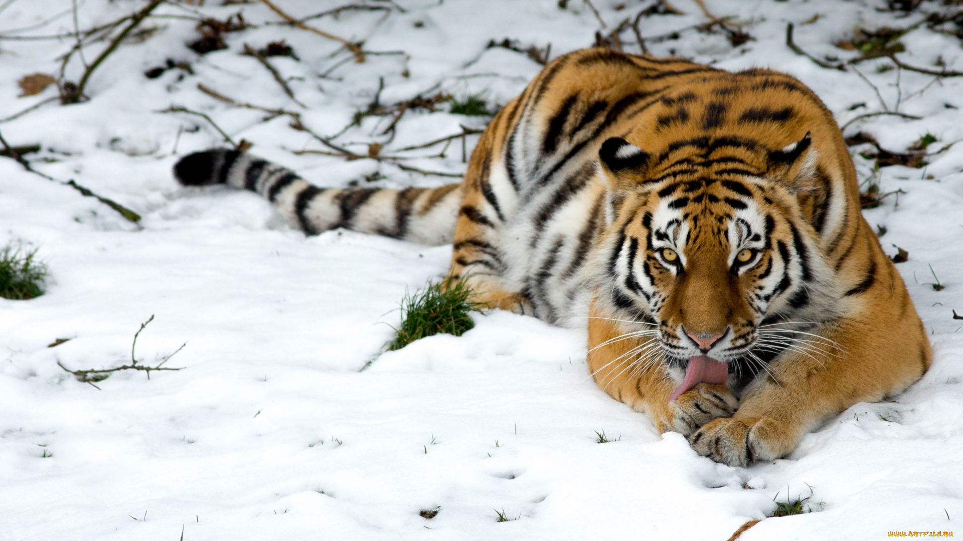 животные, тигры, тигр, снег, дикая, кошка