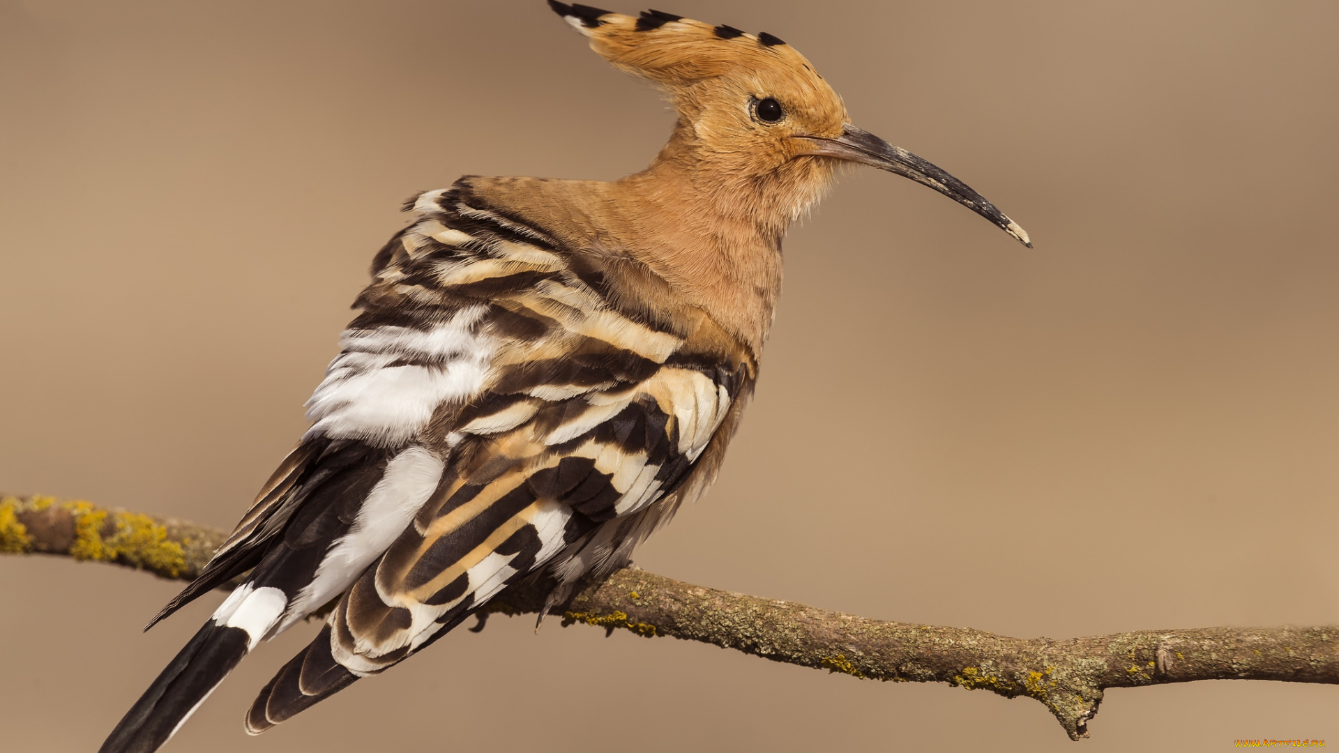 животные, удоды, птичка