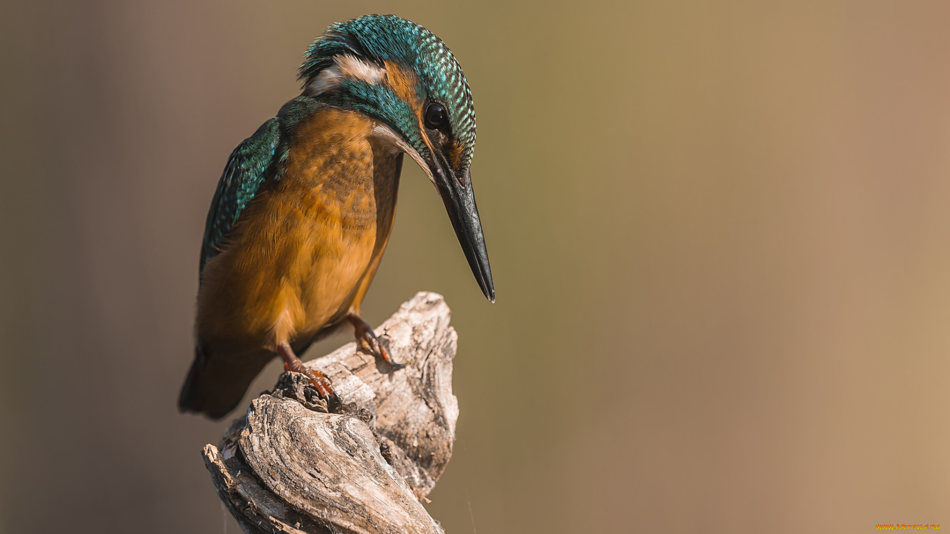 животные, зимородки, птичка