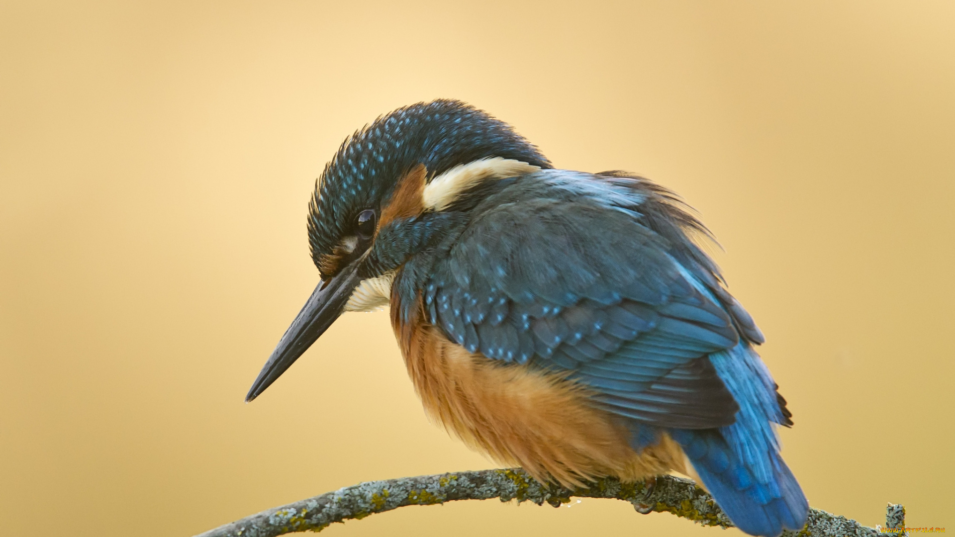 животные, зимородки, птичка