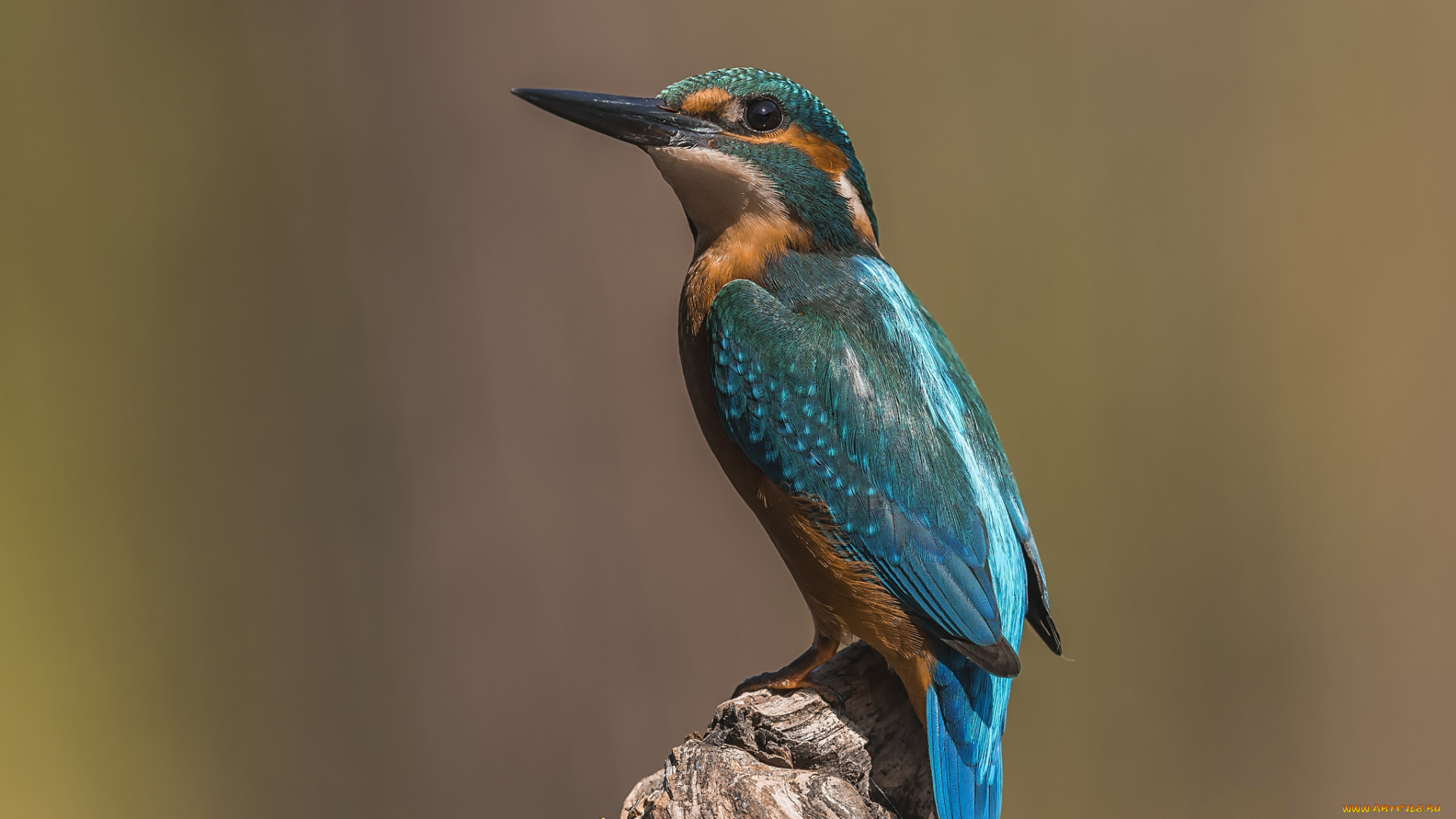 животные, зимородки, птичка