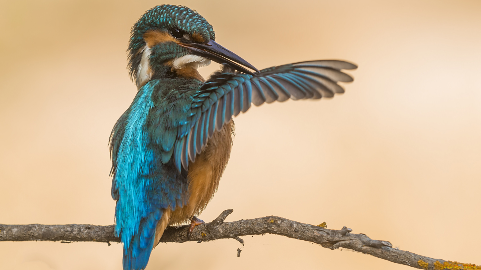 животные, зимородки, птичка