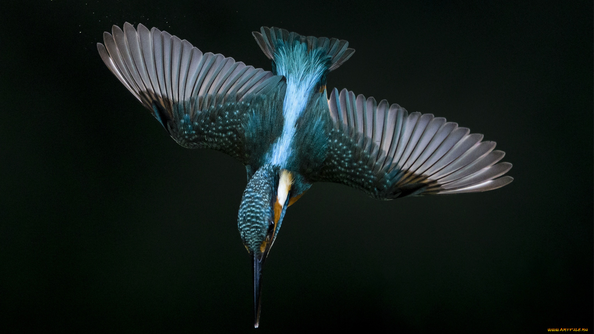 животные, зимородки, зимородок, полет, крылья, пике