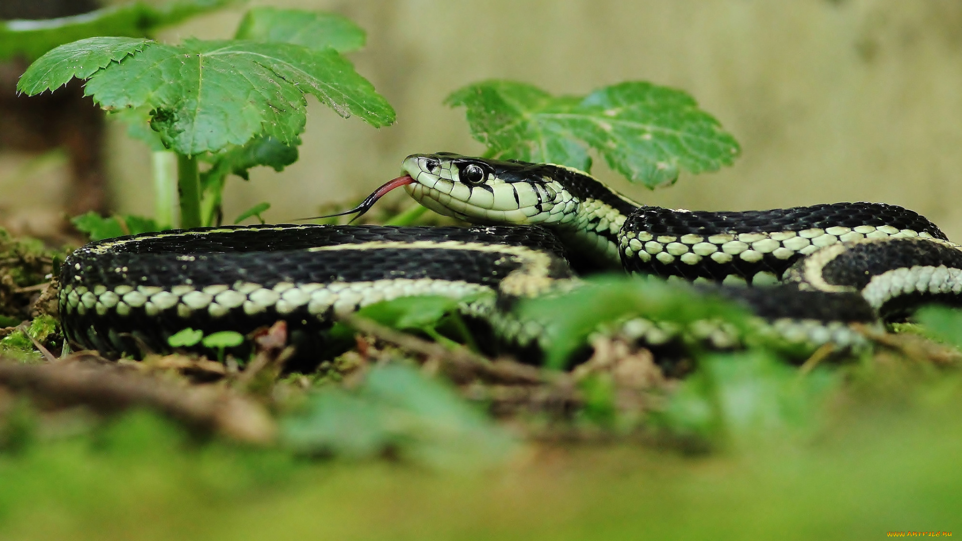 животные, змеи, , питоны, , кобры, змейка