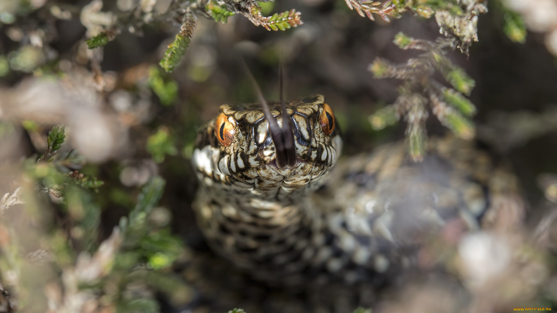 животные, змеи, , питоны, , кобры, змейка