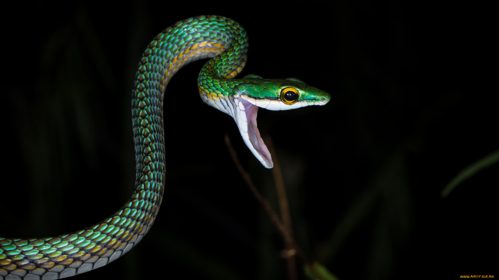 животные, змеи, , питоны, , кобры, змейка